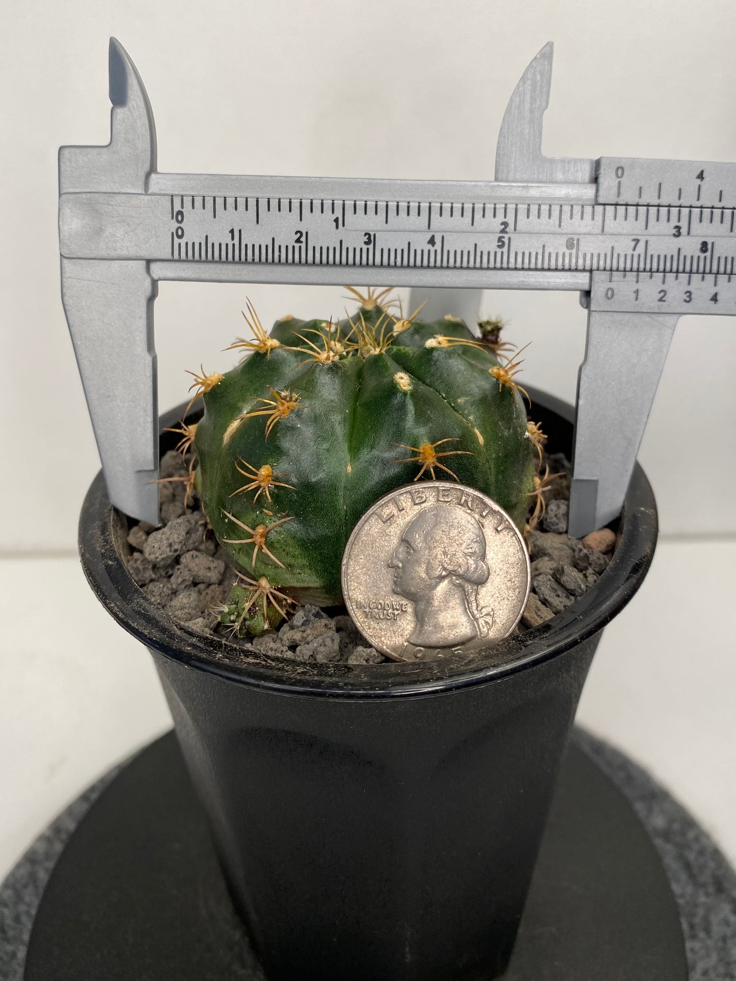 Gymnocalycium Damsii v. Rotundulum