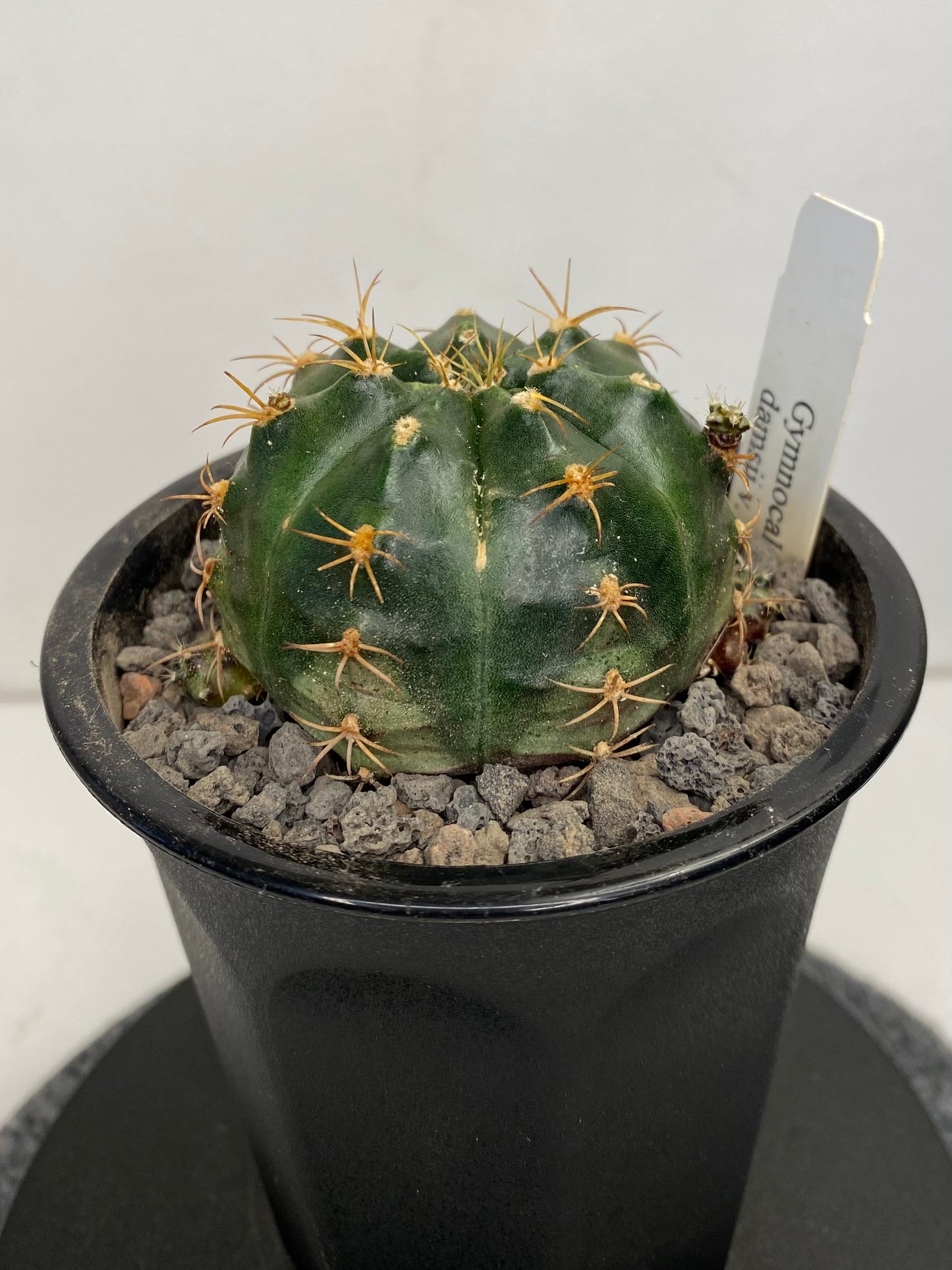 Gymnocalycium Damsii v. Rotundulum