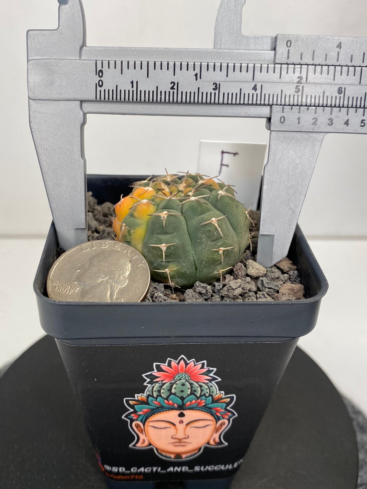 Gymnocalycium Ochoterenae, Variegated “F”