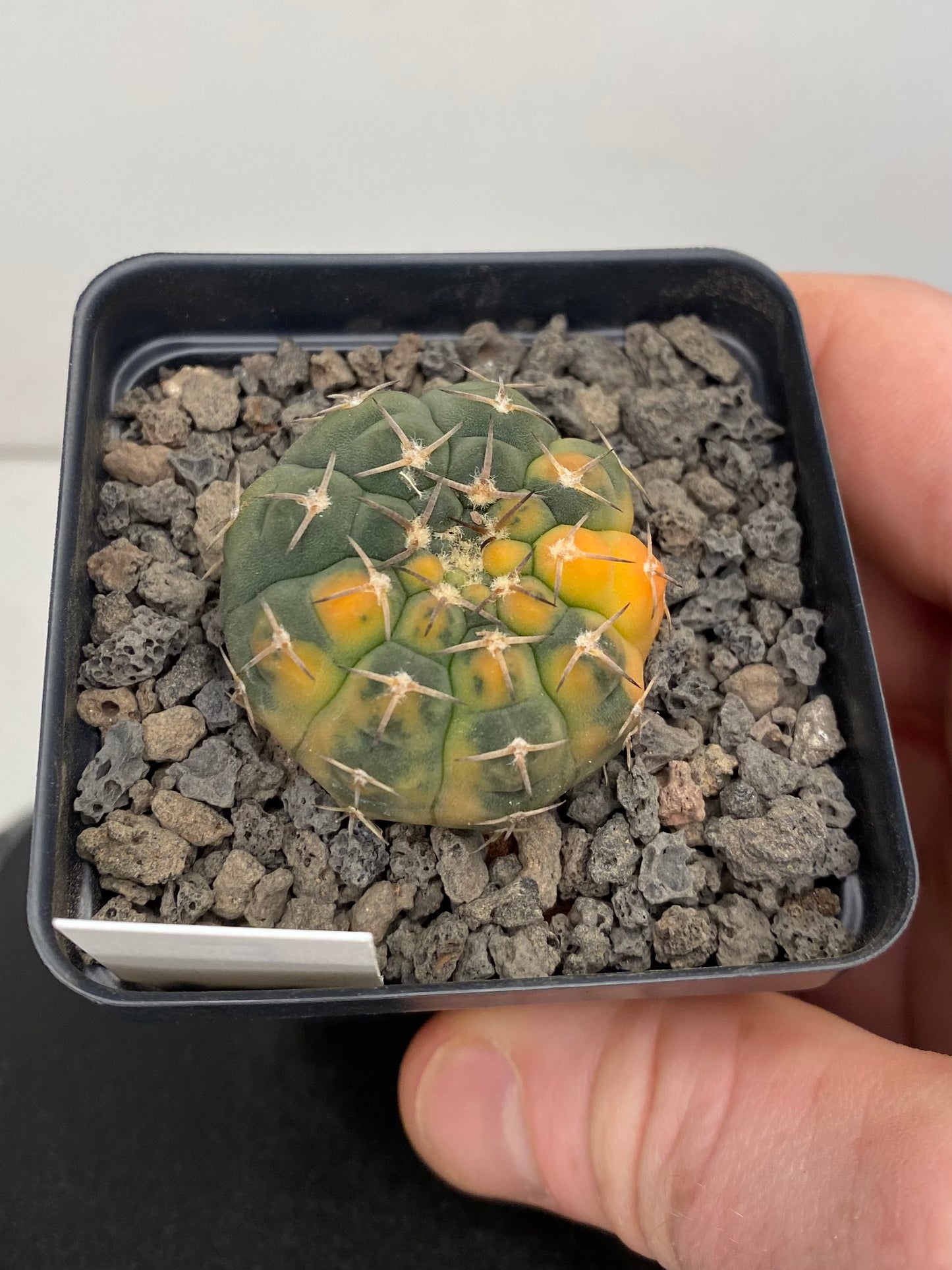 Gymnocalycium Ochoterenae, Variegated “F”