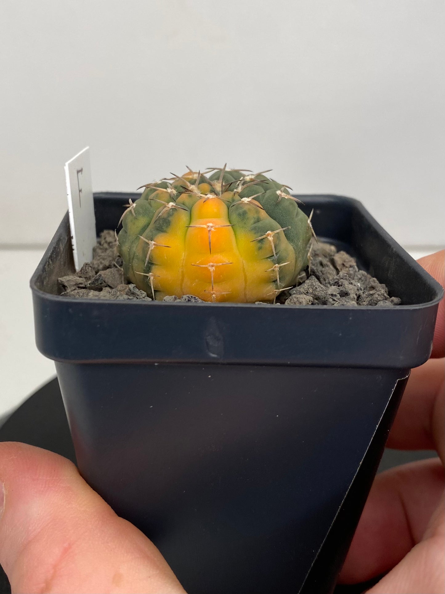 Gymnocalycium Ochoterenae, Variegated “F”