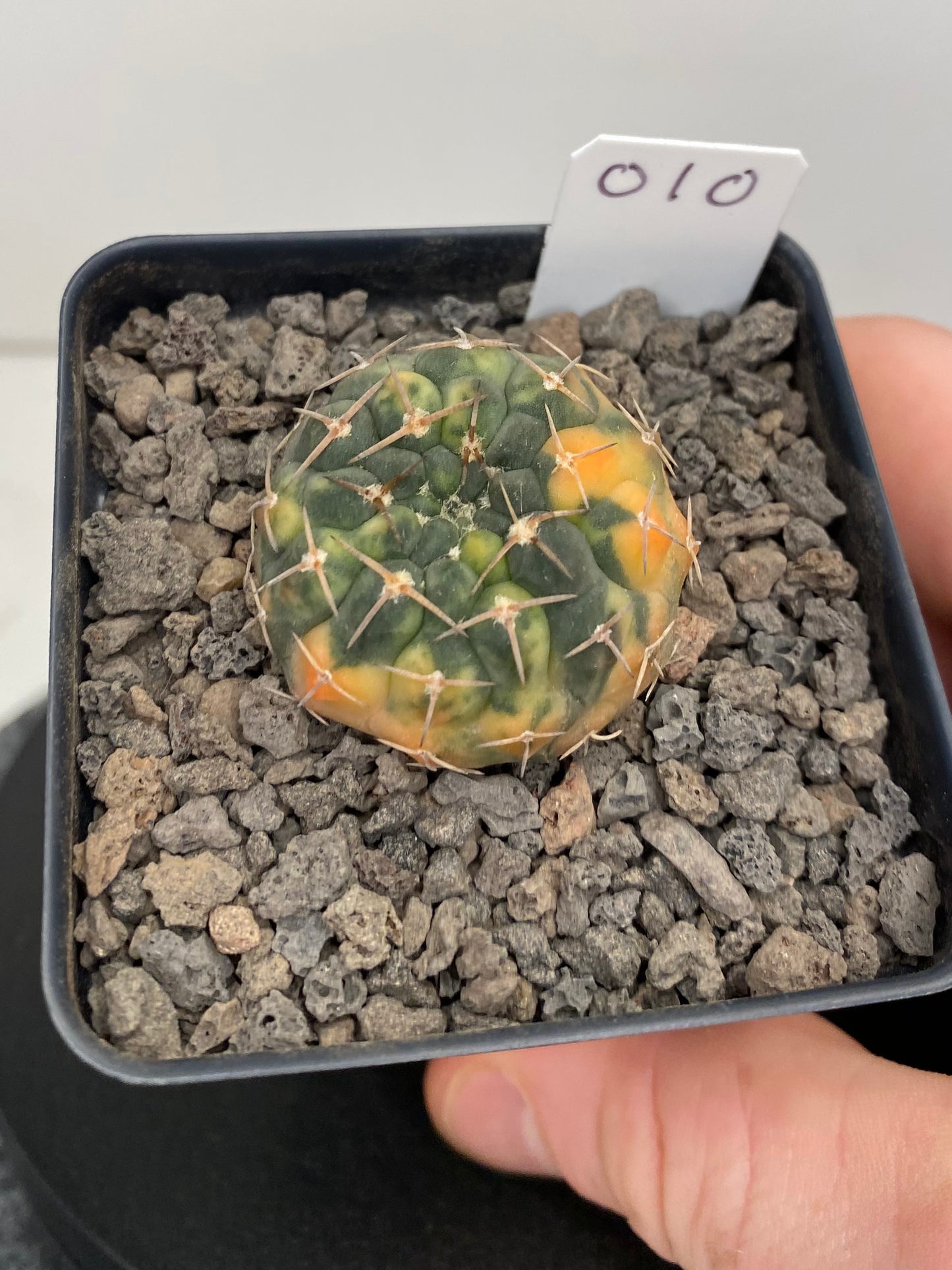 Gymnocalycium Ochoterenae, variegated “010”