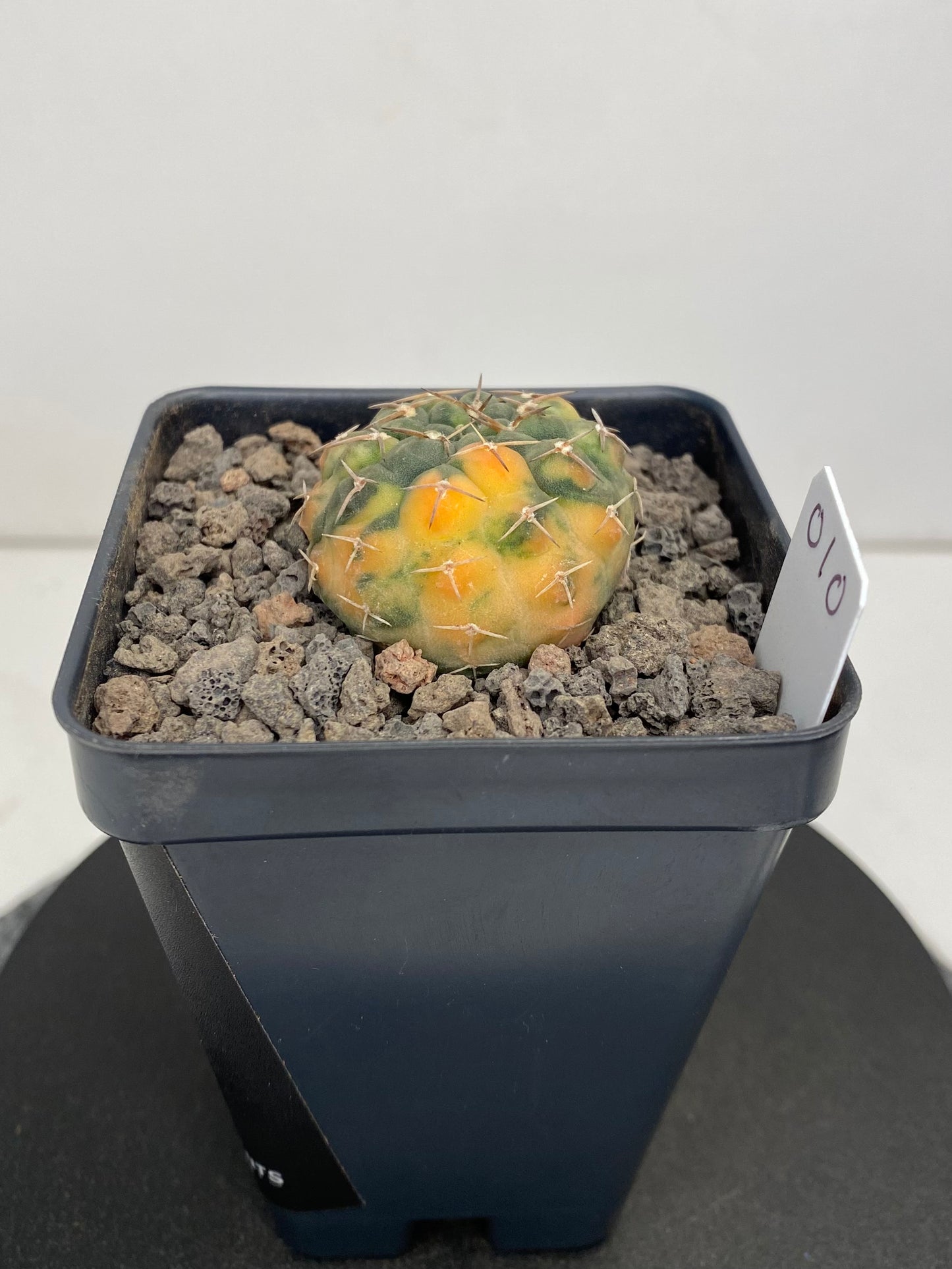 Gymnocalycium Ochoterenae, variegated “010”