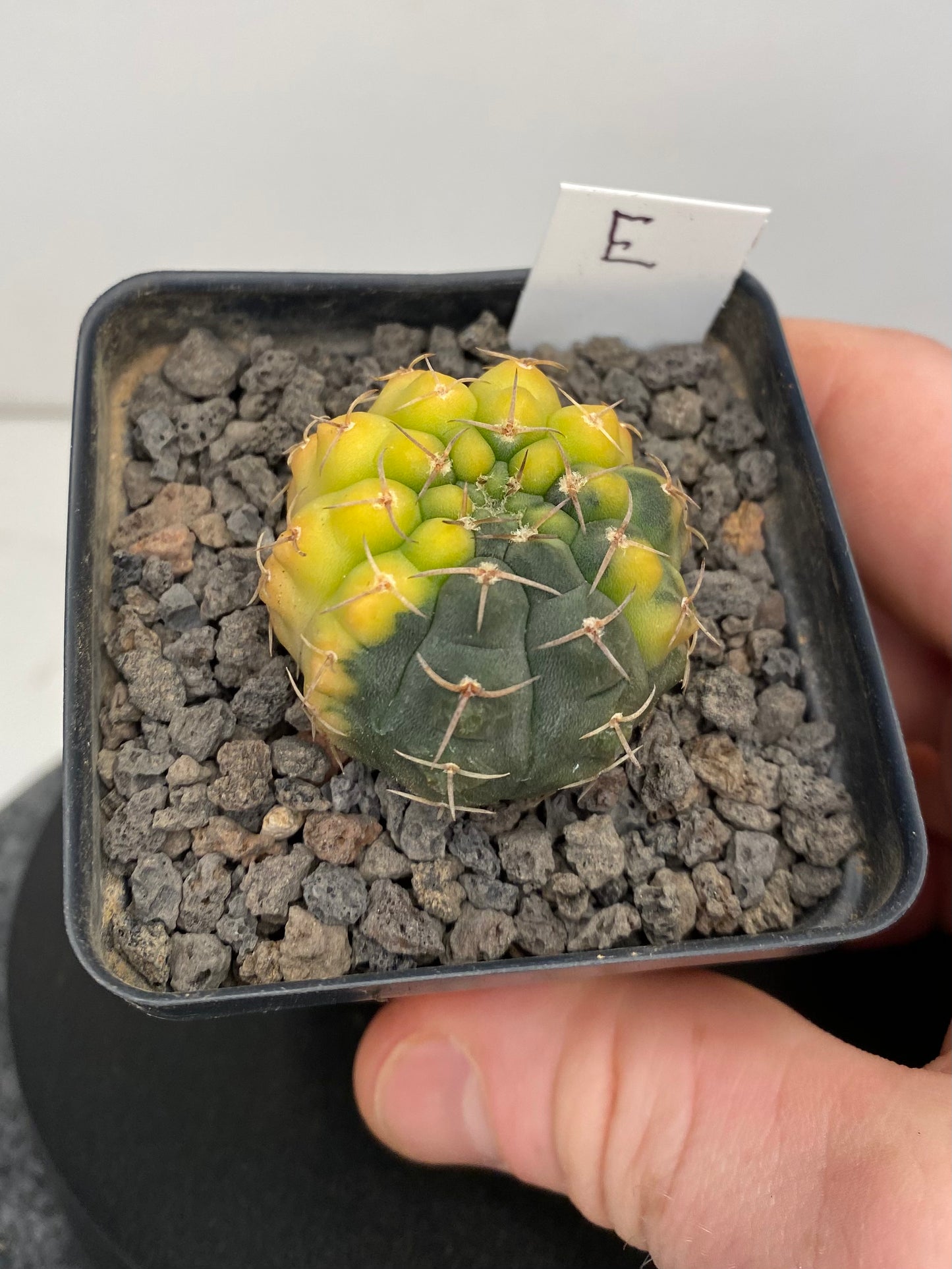 Gymnocalycium Ochoterenae, variegated “E”