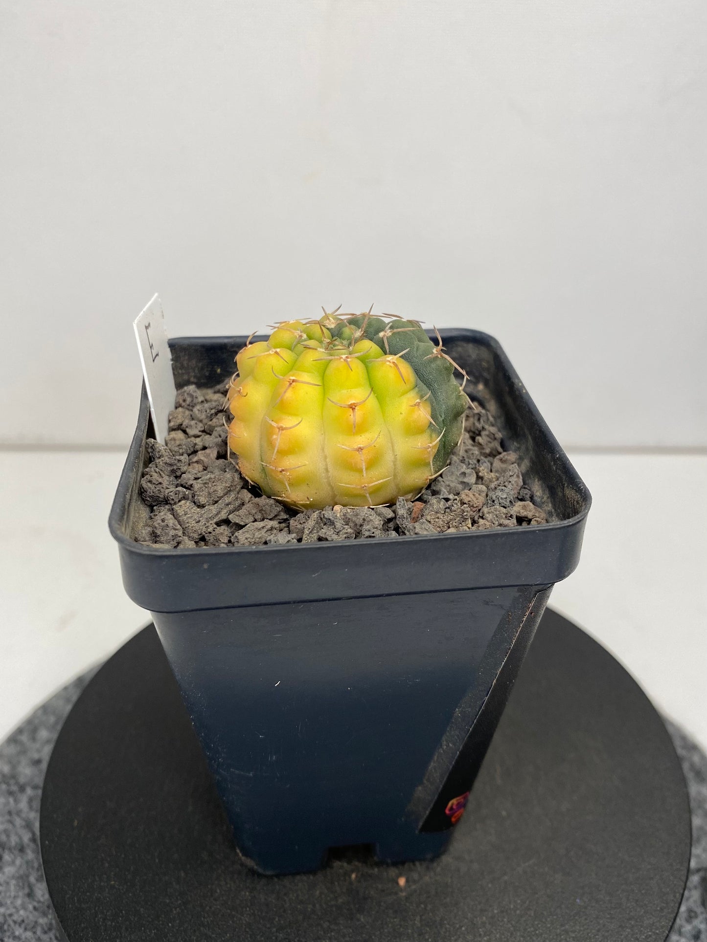 Gymnocalycium Ochoterenae, variegated “E”