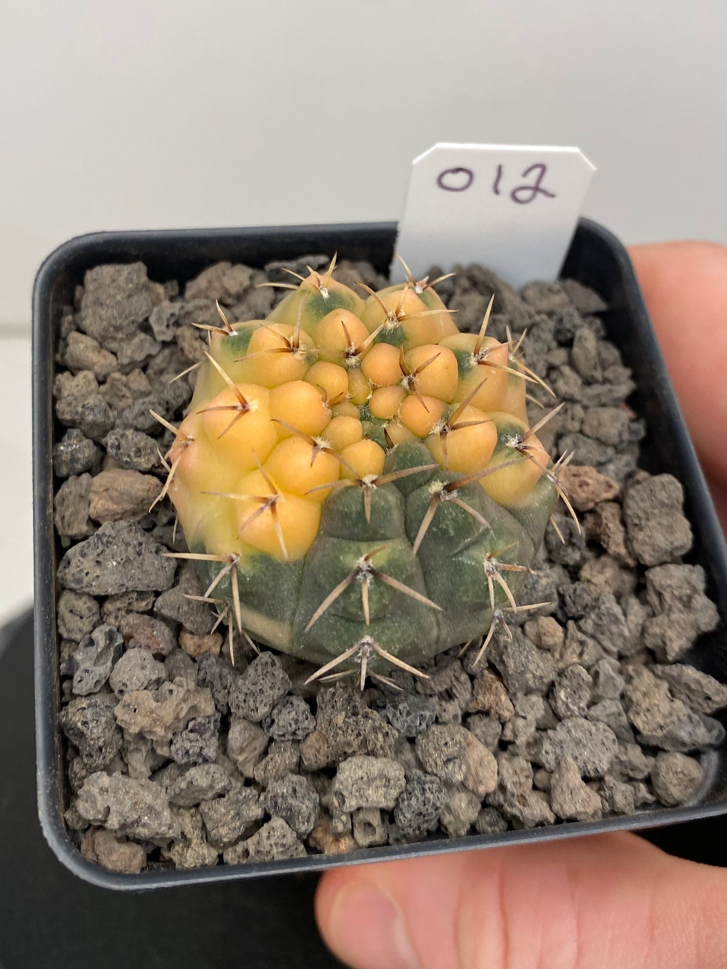 Gymnocalycium Ochoterenae, variegated "012”