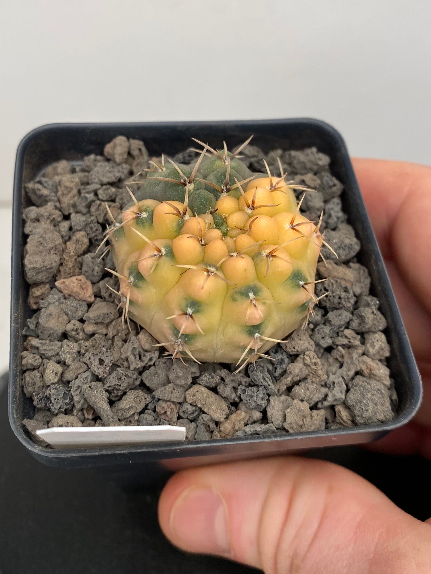 Gymnocalycium Ochoterenae, variegated "012”