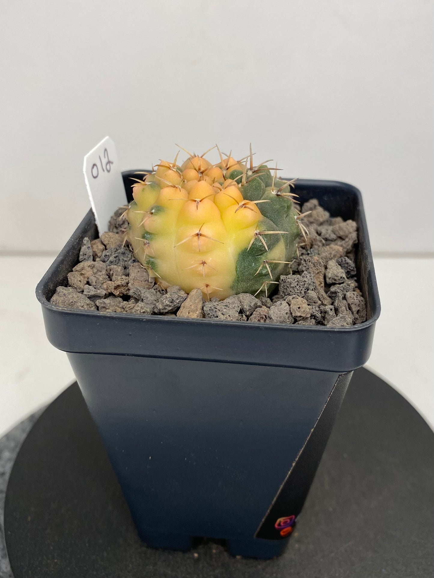 Gymnocalycium Ochoterenae, variegated "012”