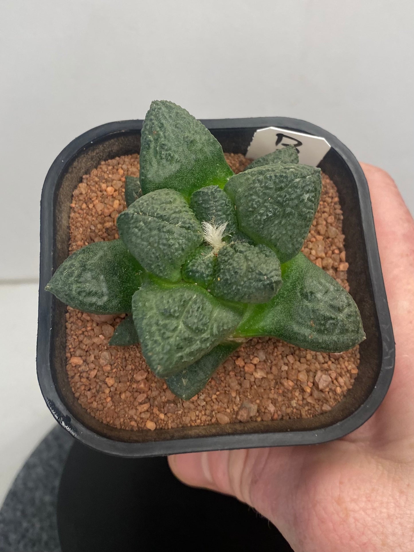 Ariocarpus Fissuratus cv. Godzilla "B"