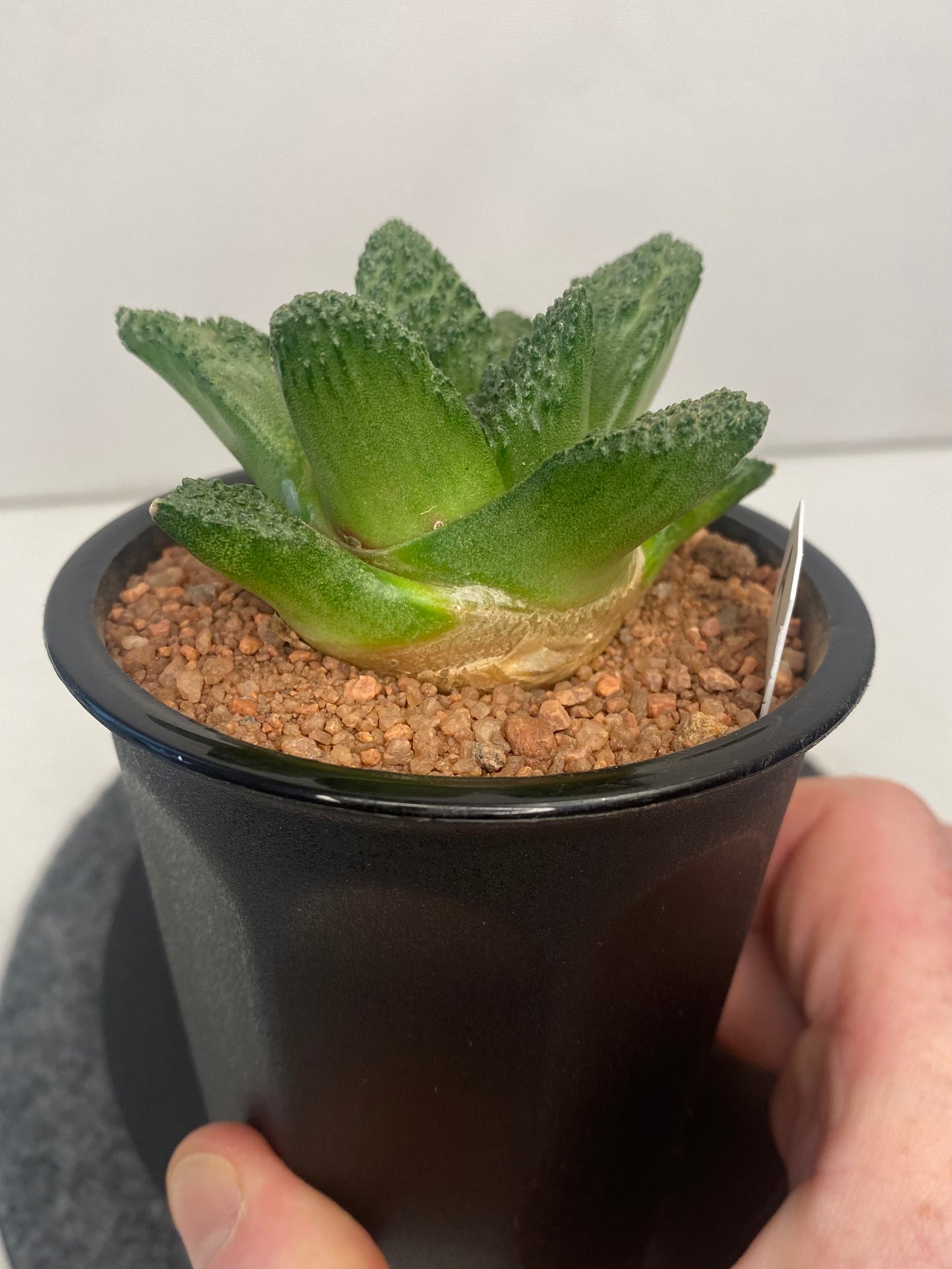 Ariocarpus Fissuratus cv. Godzilla "A"