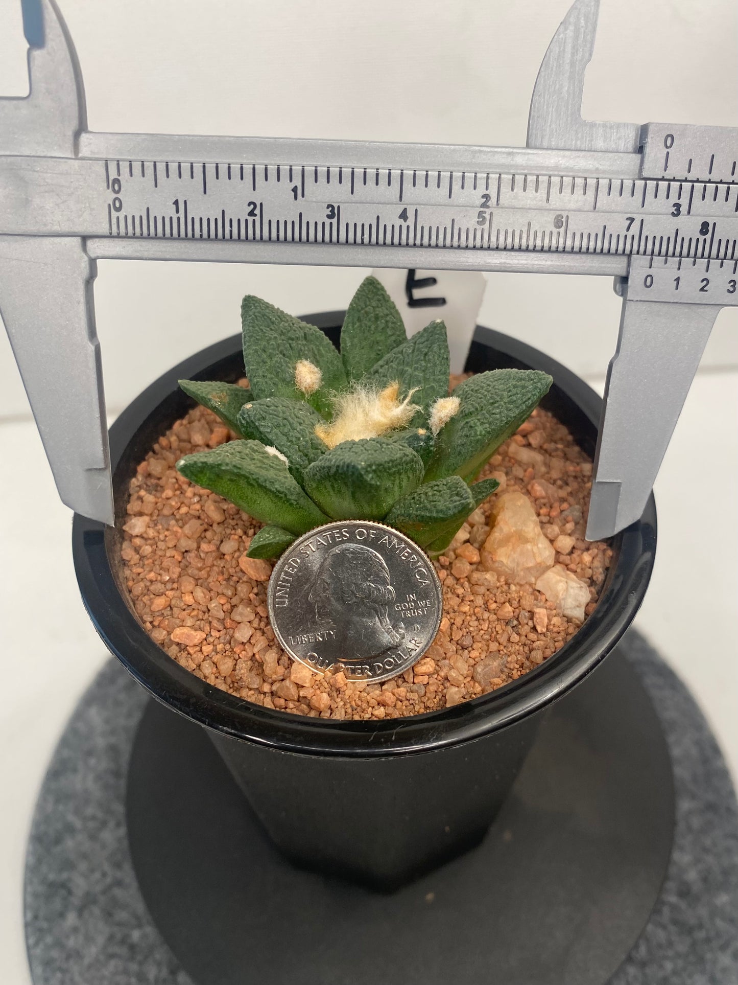 Ariocarpus Fissuratus cv. Godzilla "E"