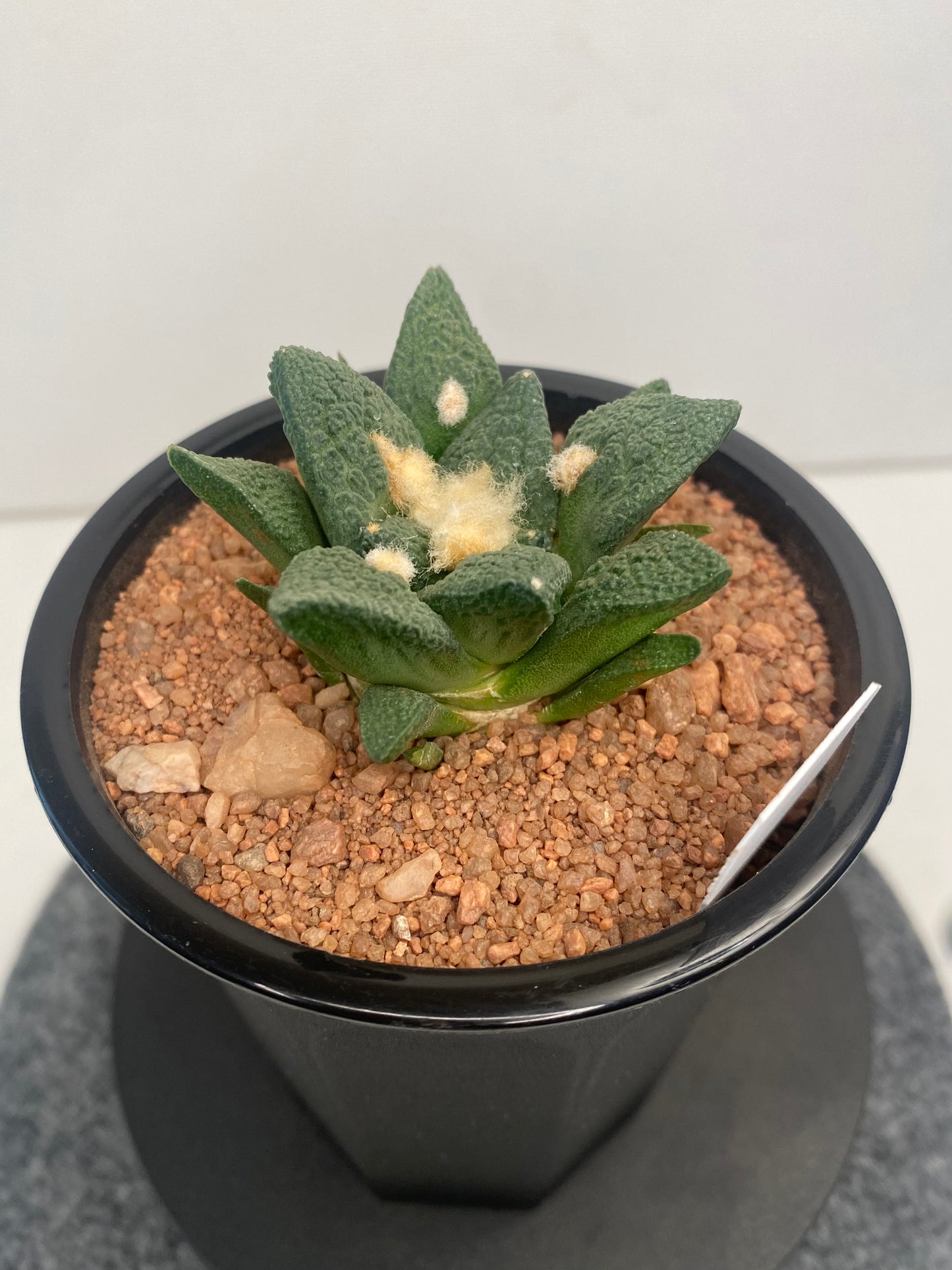 Ariocarpus Fissuratus cv. Godzilla "E"