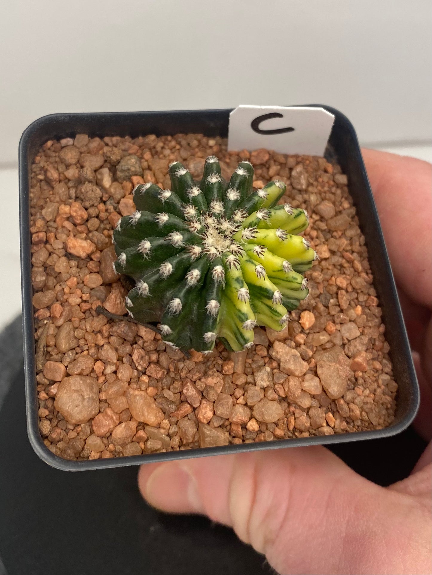 Discocactus Horstii Variegated "C"