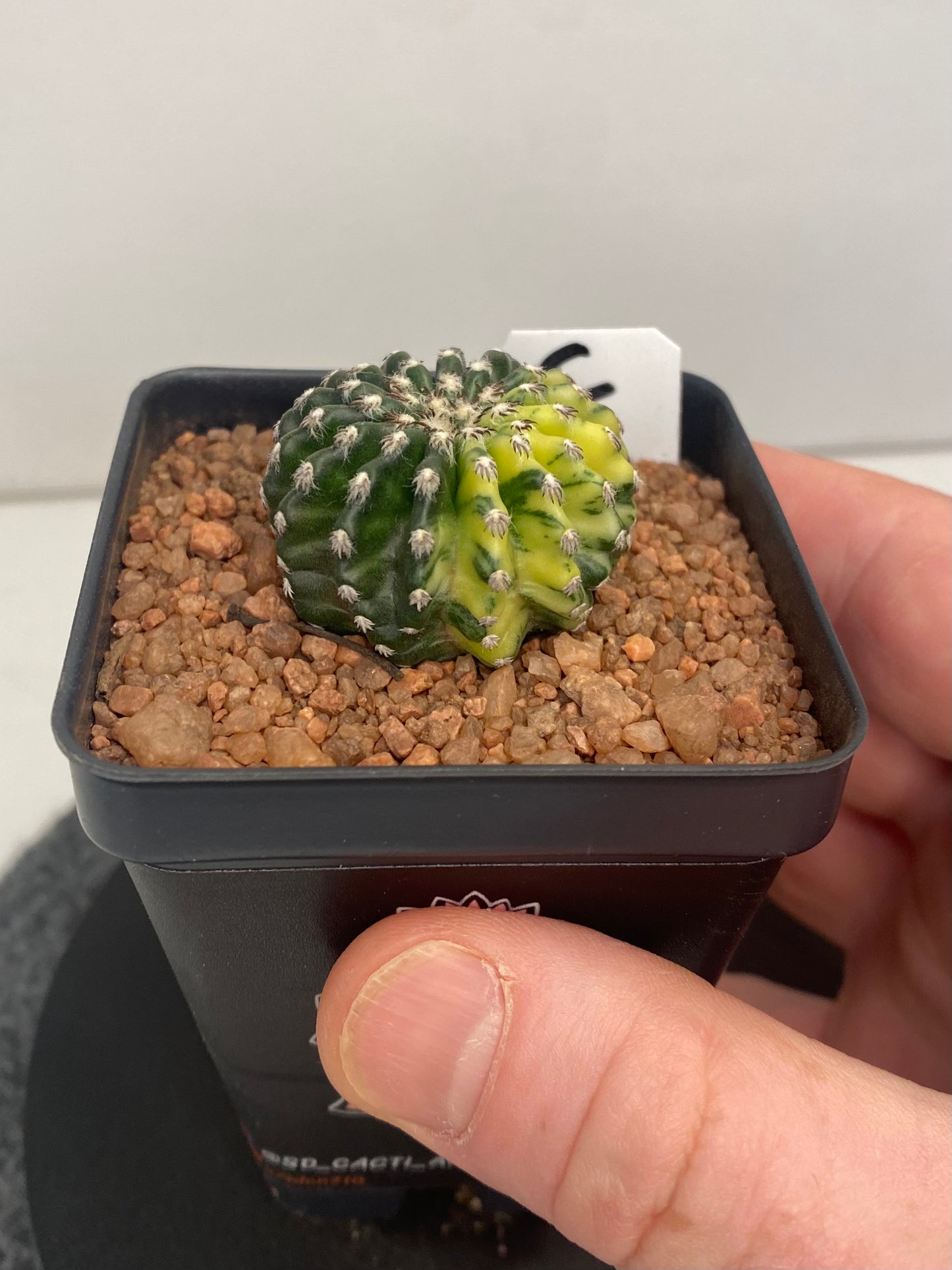 Discocactus Horstii Variegated "C"