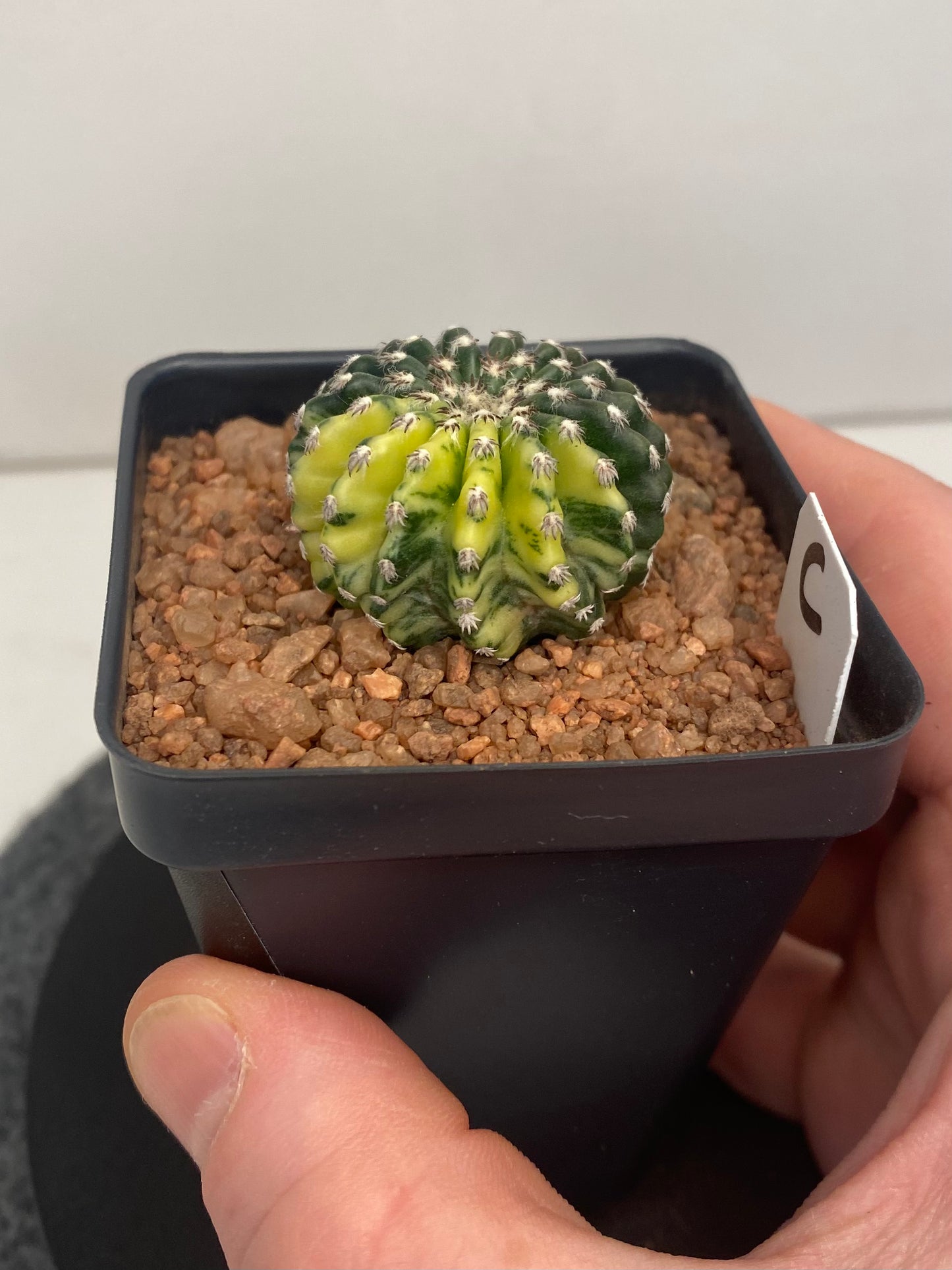 Discocactus Horstii Variegated "C"