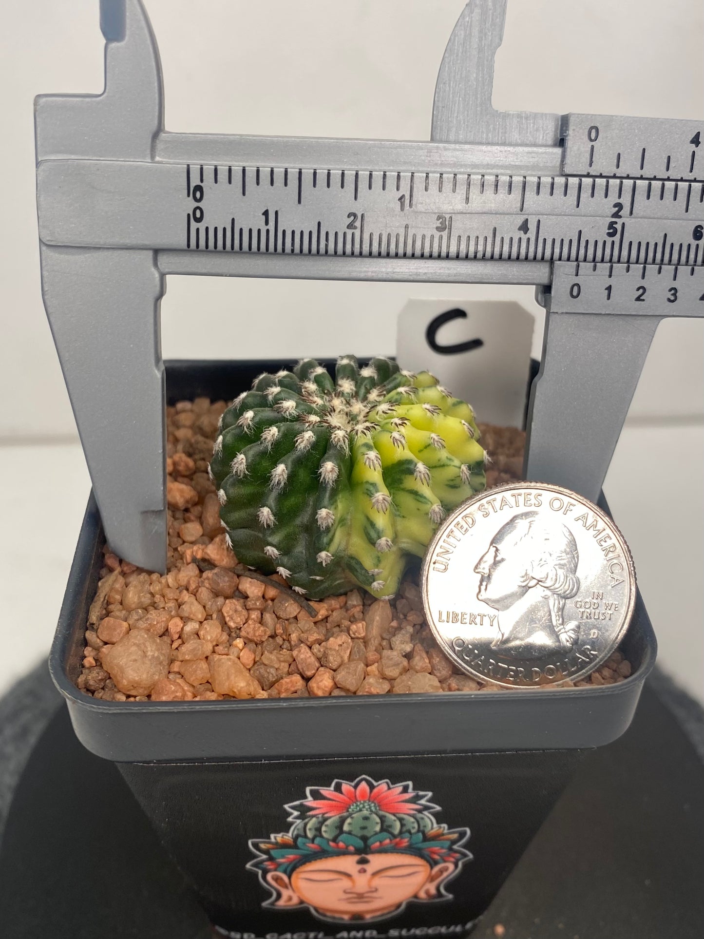 Discocactus Horstii Variegated "C"