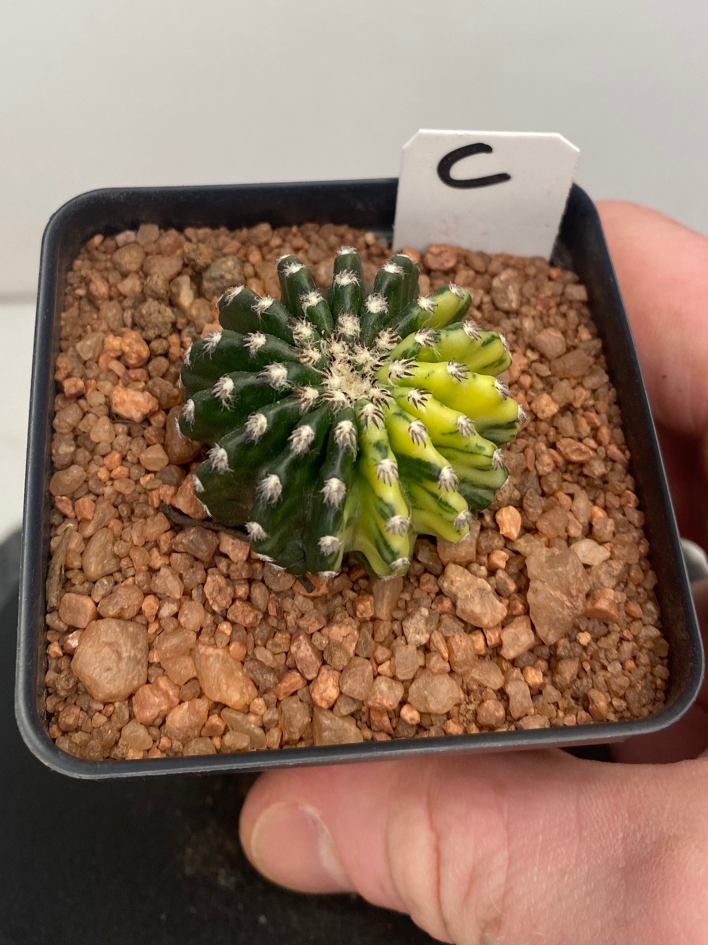 Discocactus Horstii Variegated "C"