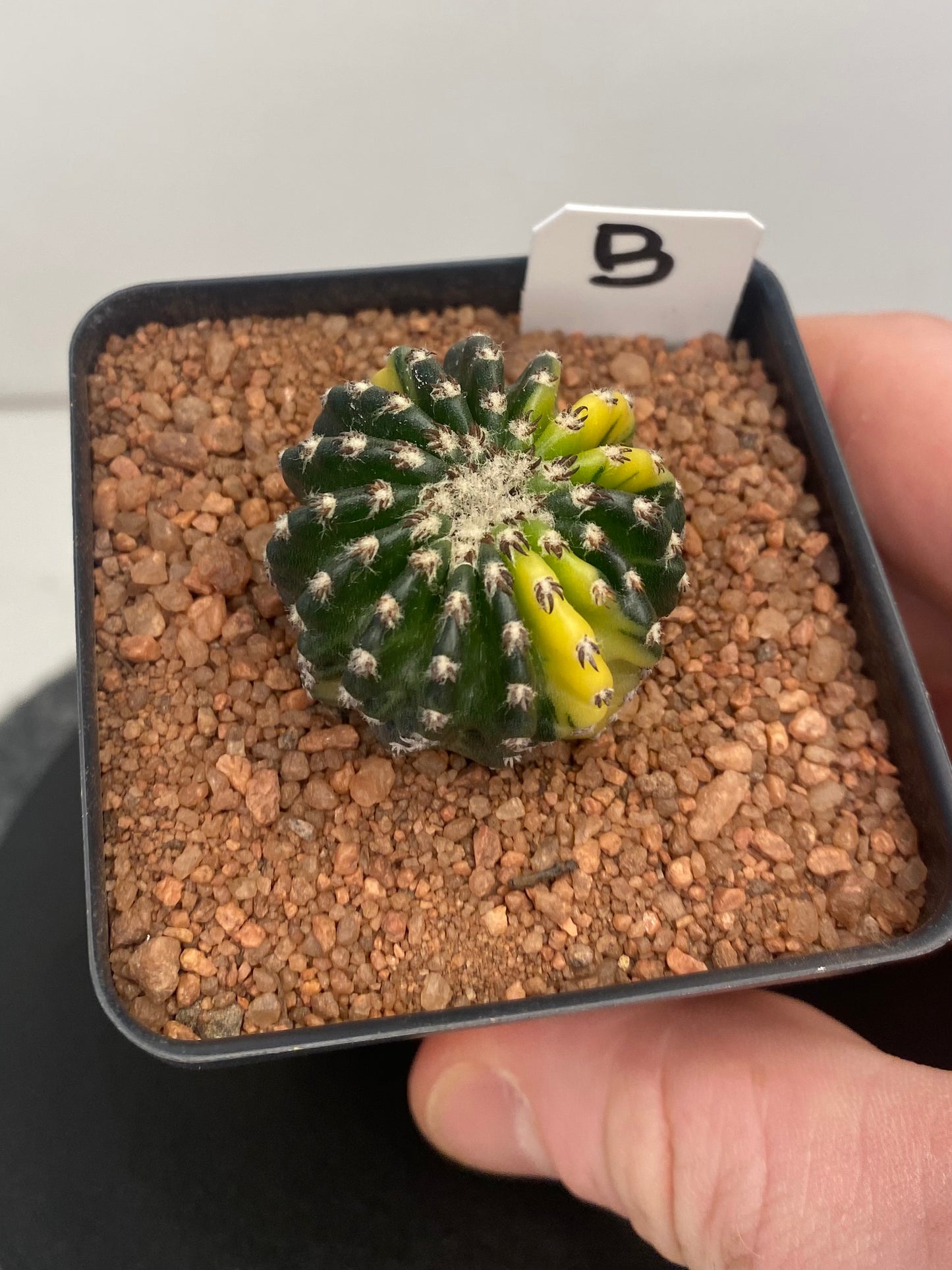 Discocactus Horstii Variegated "B"