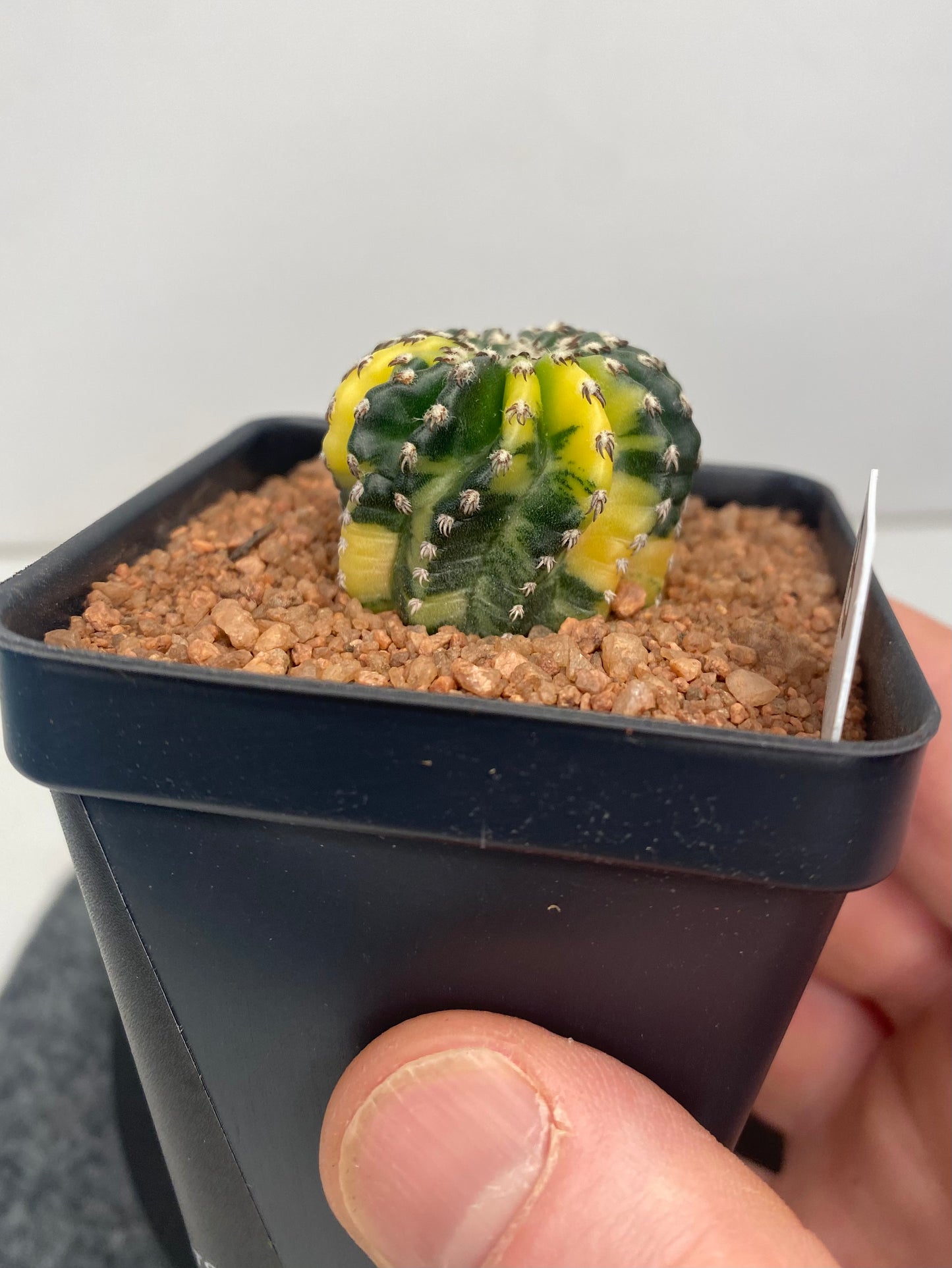 Discocactus Horstii Variegated "B"