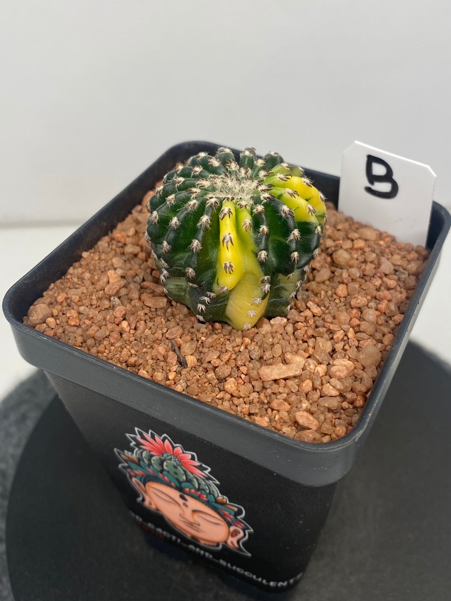 Discocactus Horstii Variegated "B"