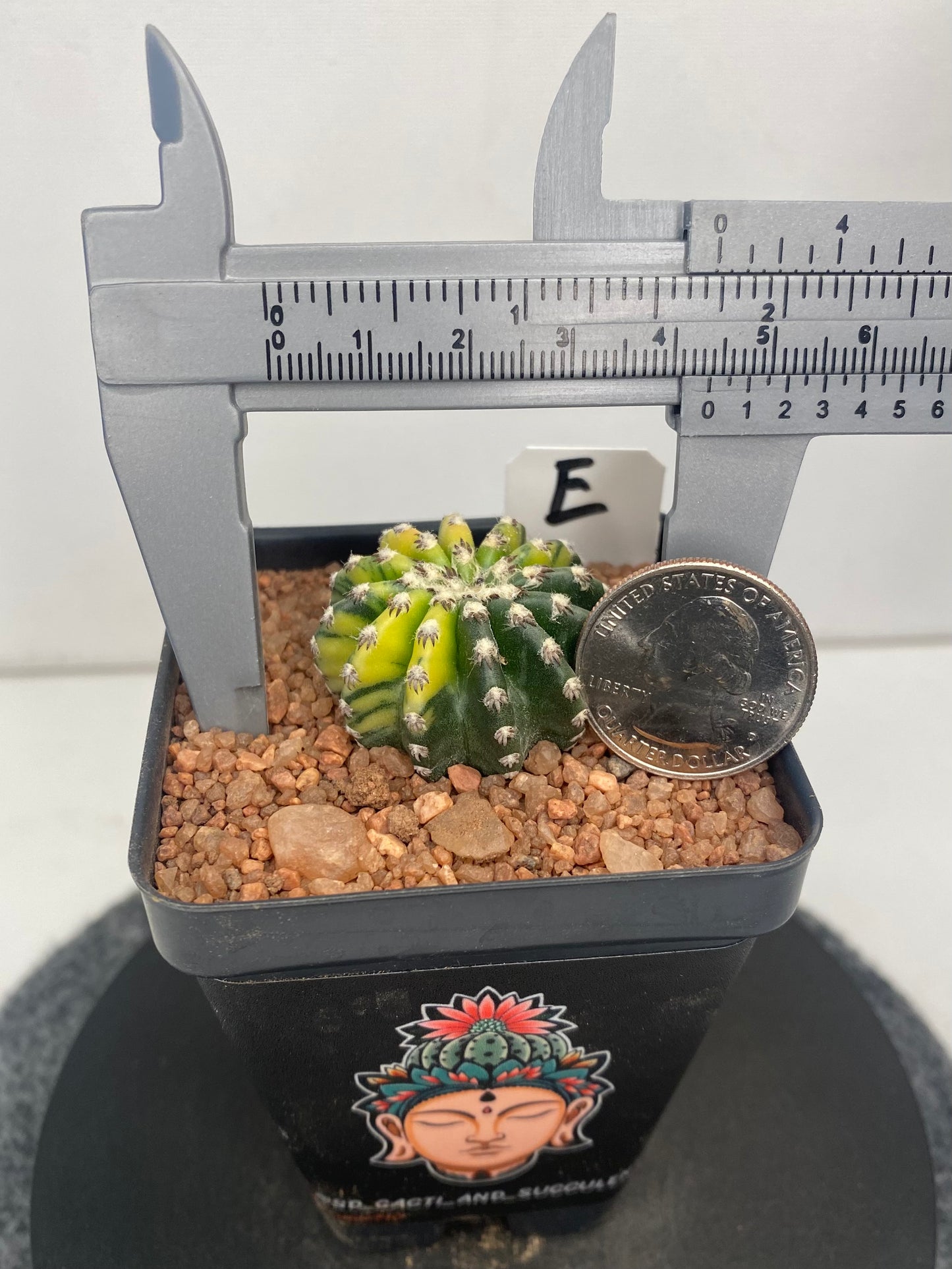 Discocactus Horstii Variegated "E"