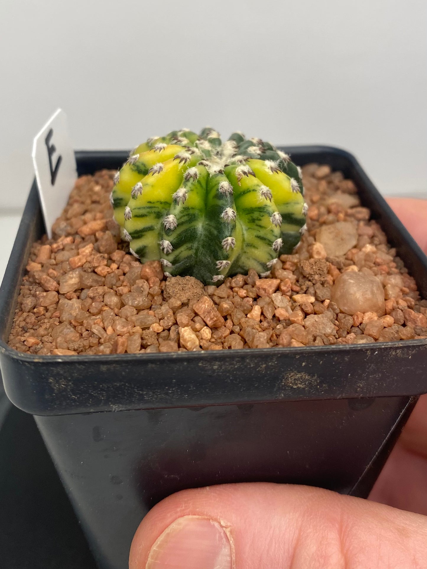 Discocactus Horstii Variegated "E"