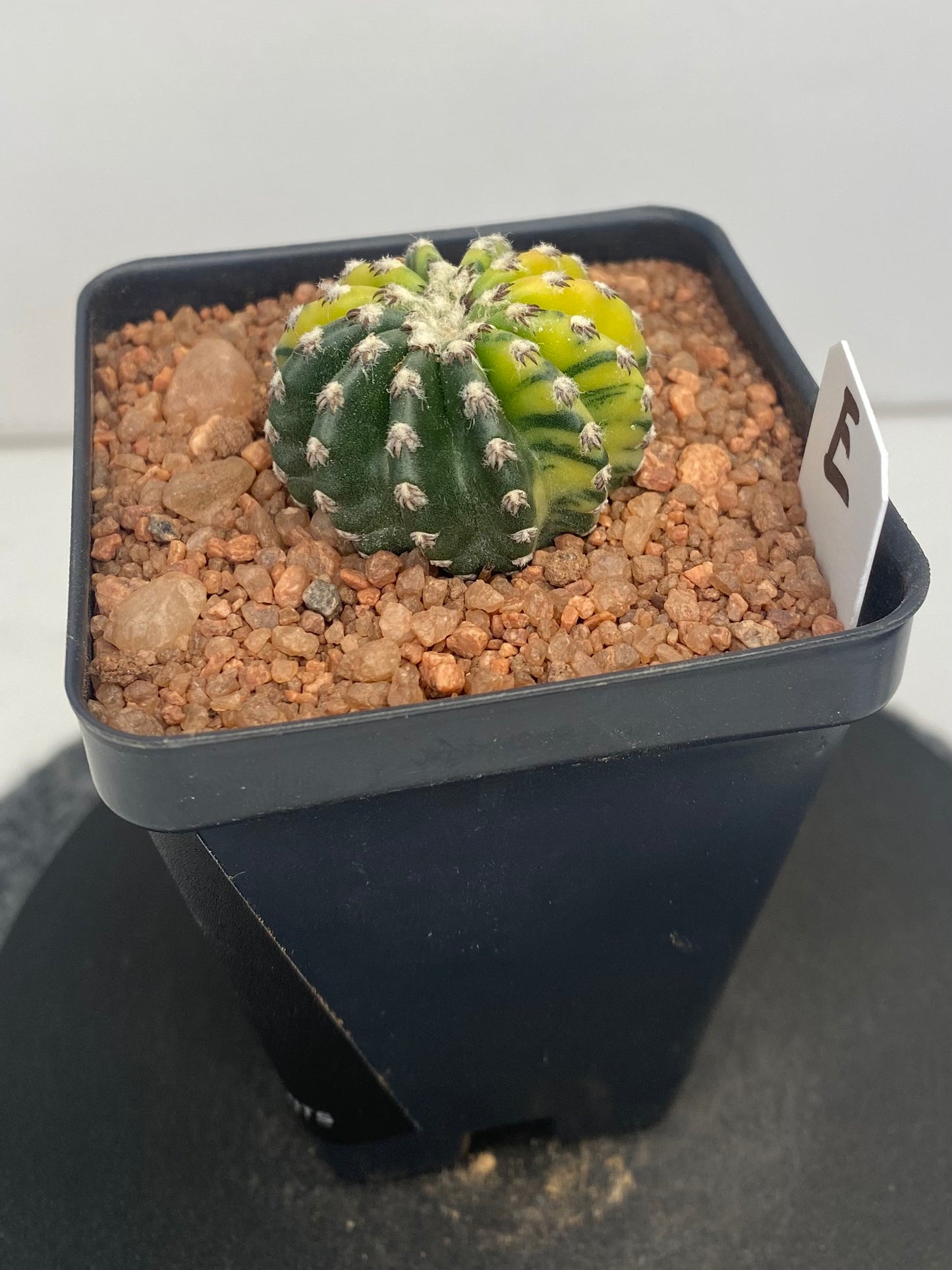 Discocactus Horstii Variegated "E"