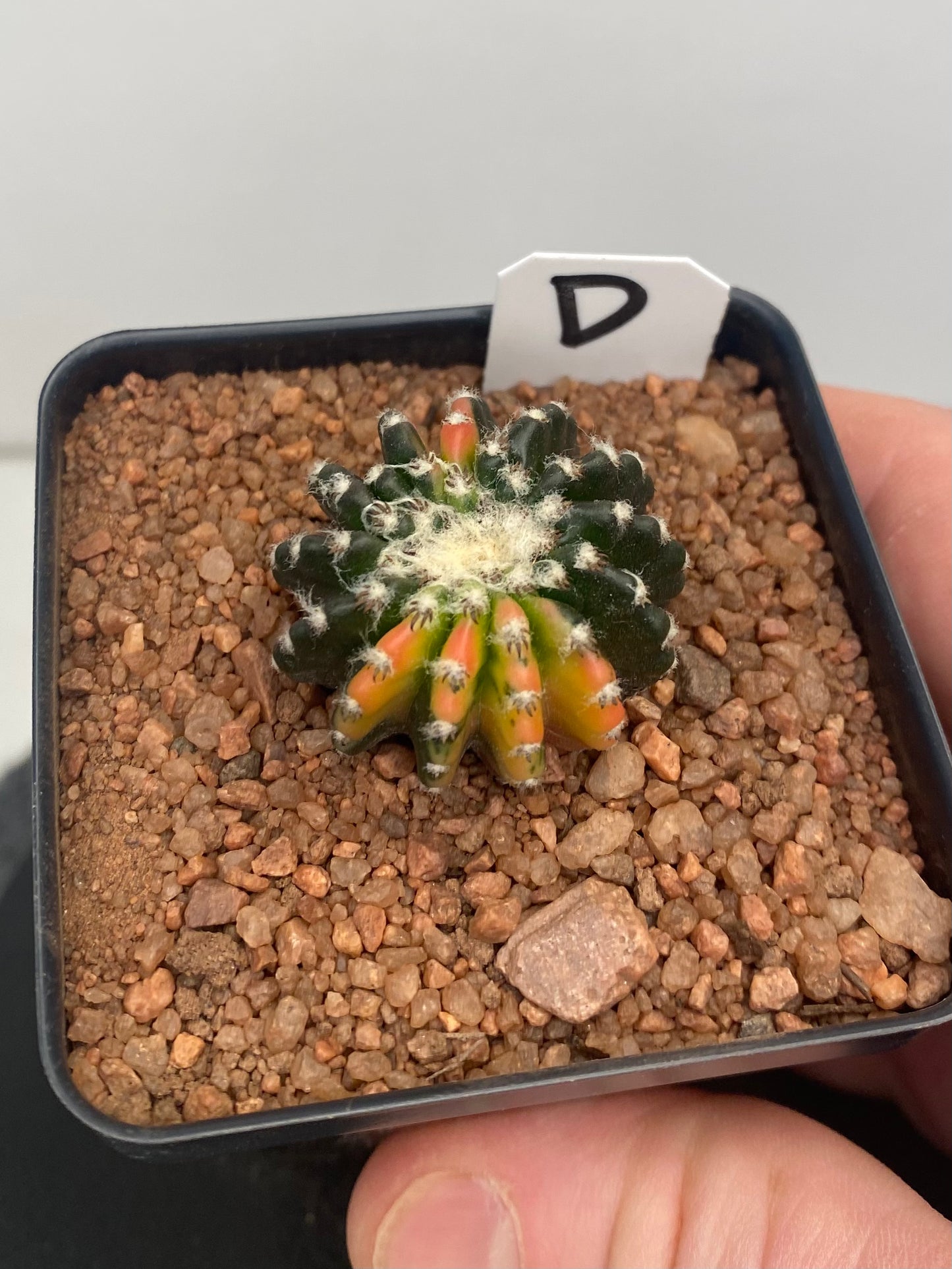 Discocactus Horstii Variegated "D"