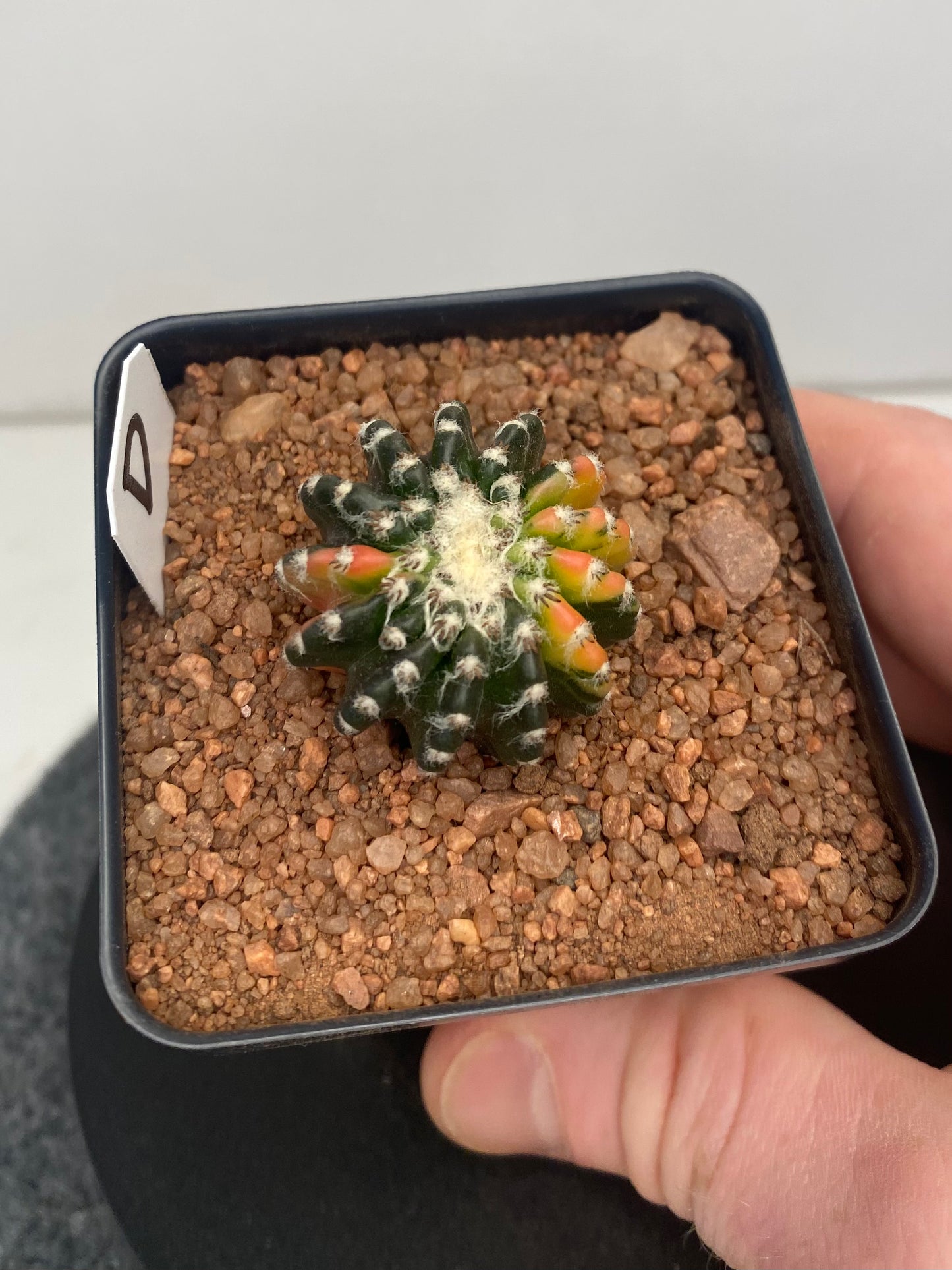 Discocactus Horstii Variegated "D"