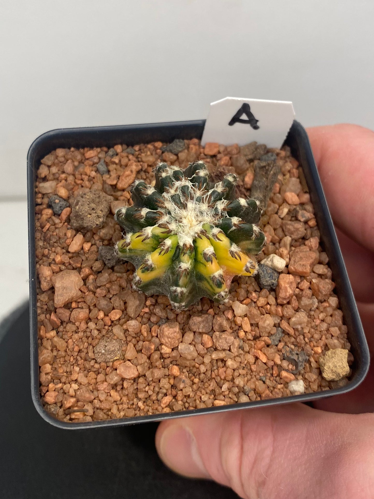 Discocactus Horstii Variegated "A"