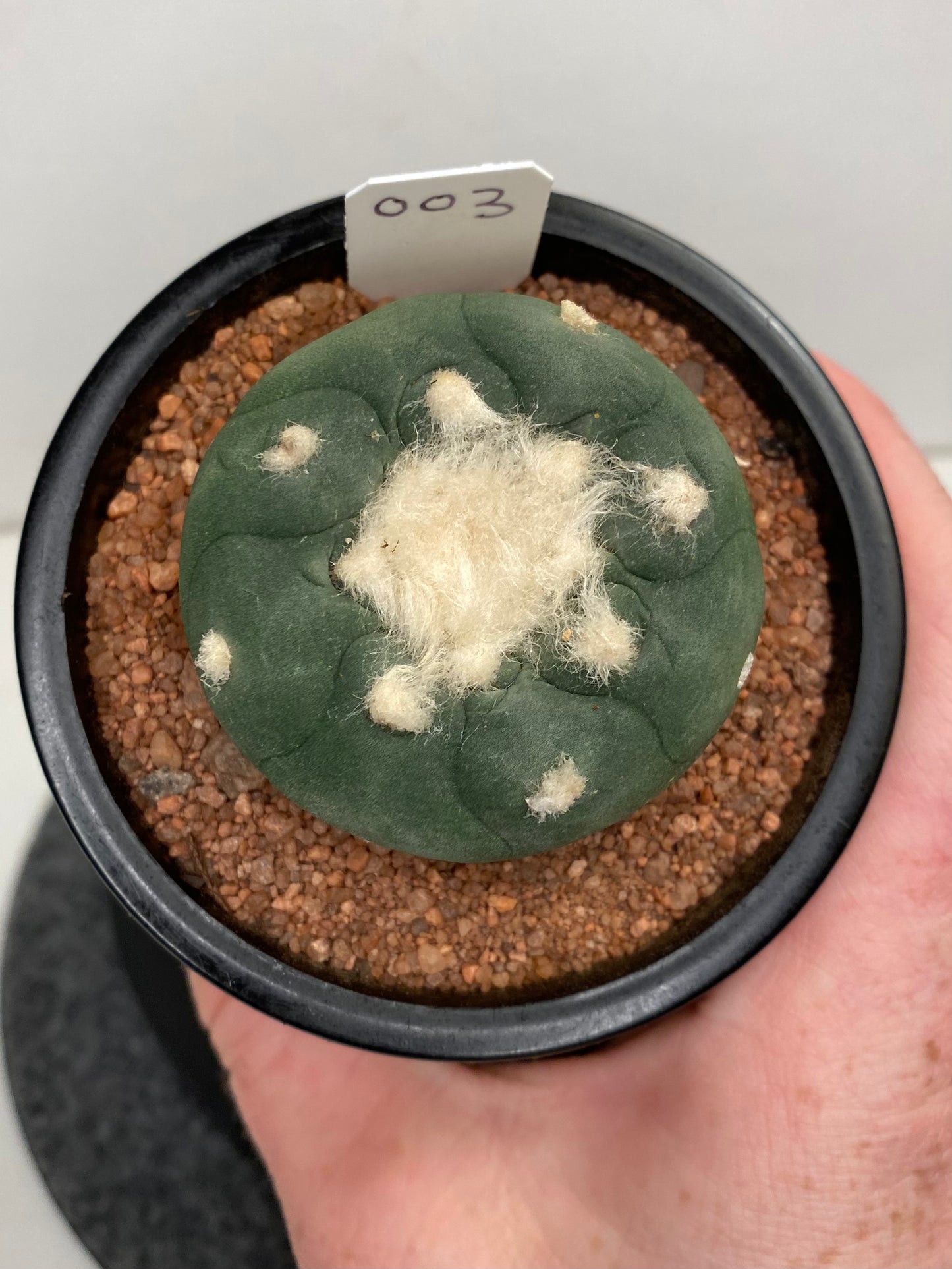 Lophophora Hybrid, Koehresii x Fricii "3"