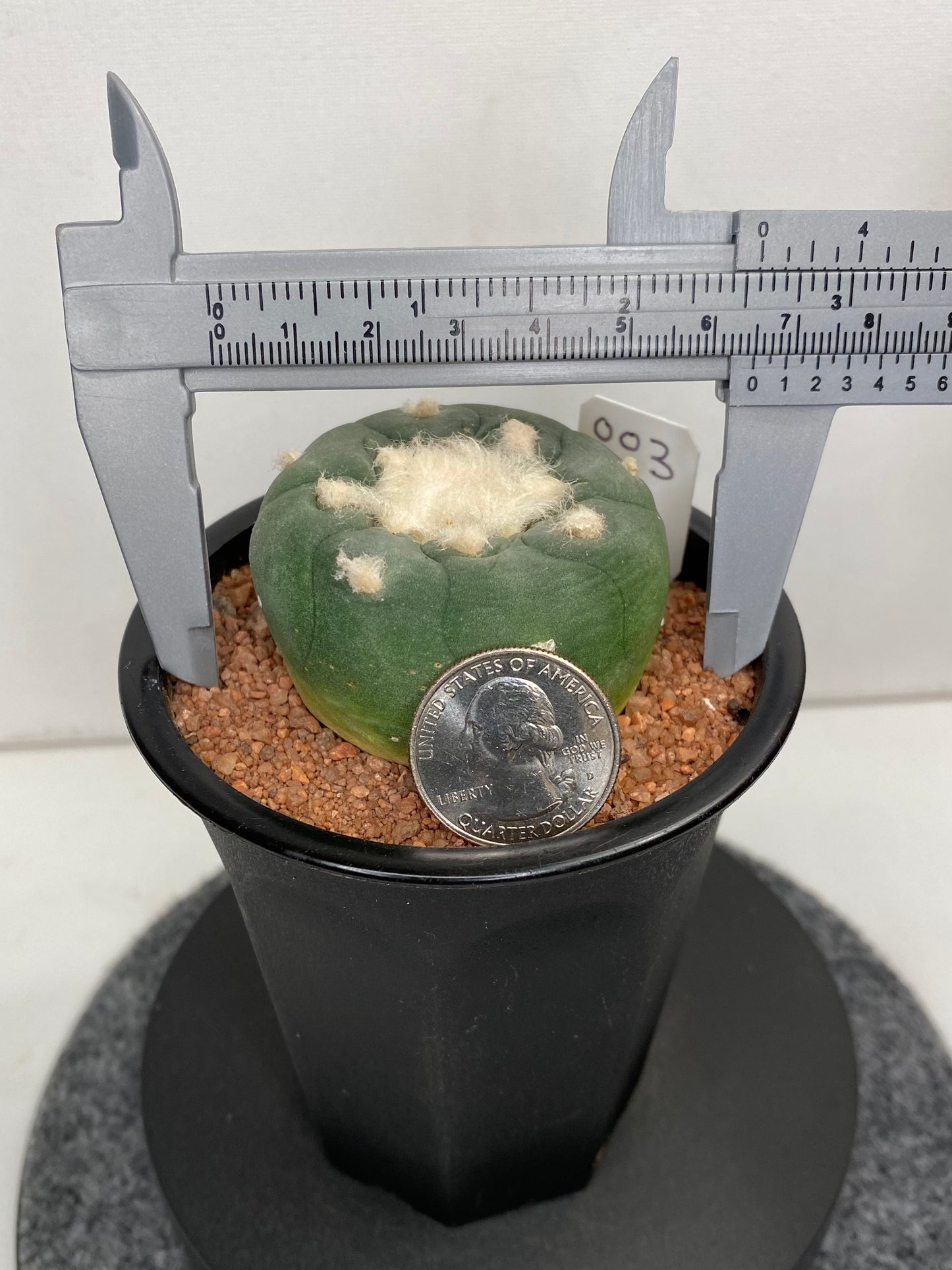 Lophophora Hybrid, Koehresii x Fricii "3"