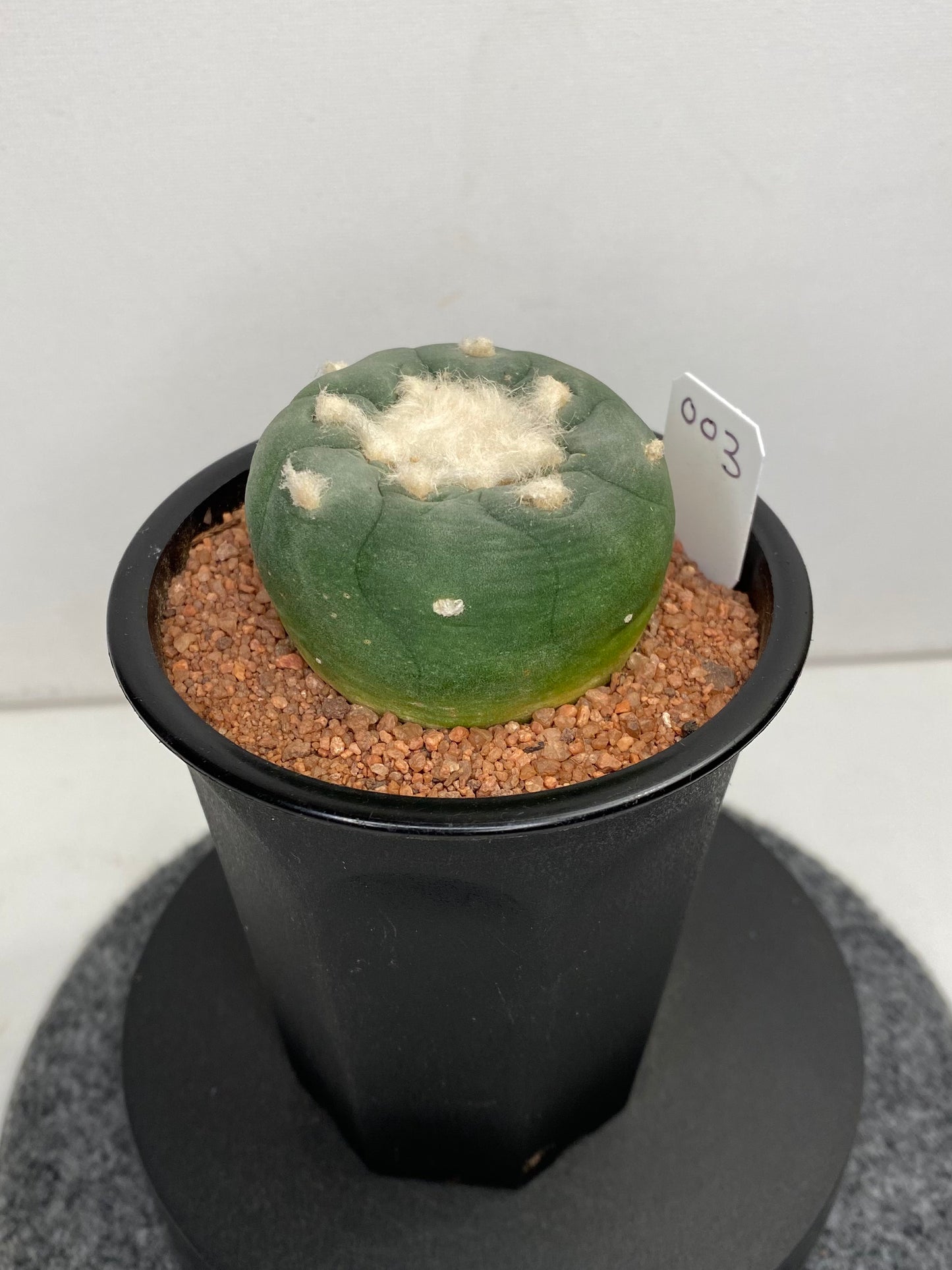 Lophophora Hybrid, Koehresii x Fricii "3"