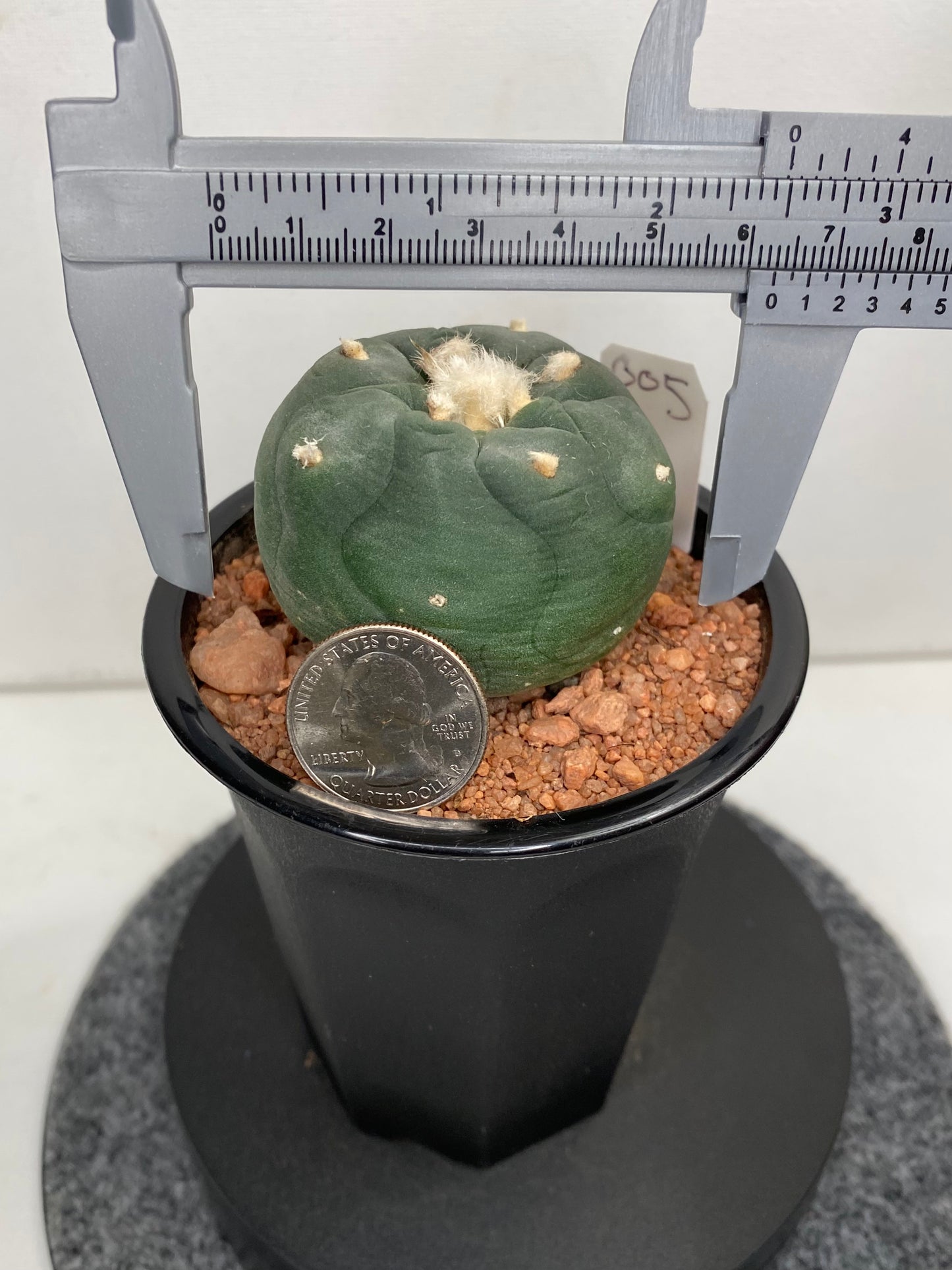 Lophophora Hybrid, Koehresii x Fricii "5"