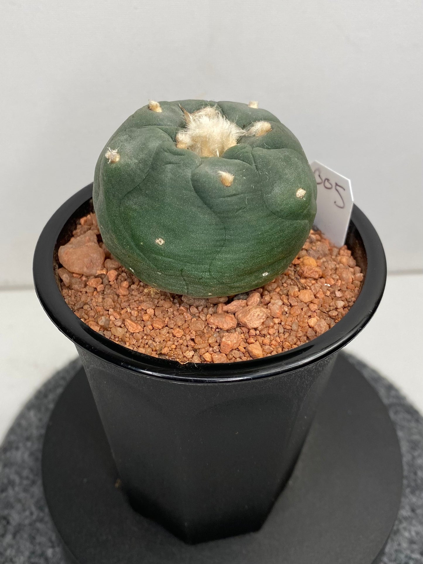 Lophophora Hybrid, Koehresii x Fricii "5"