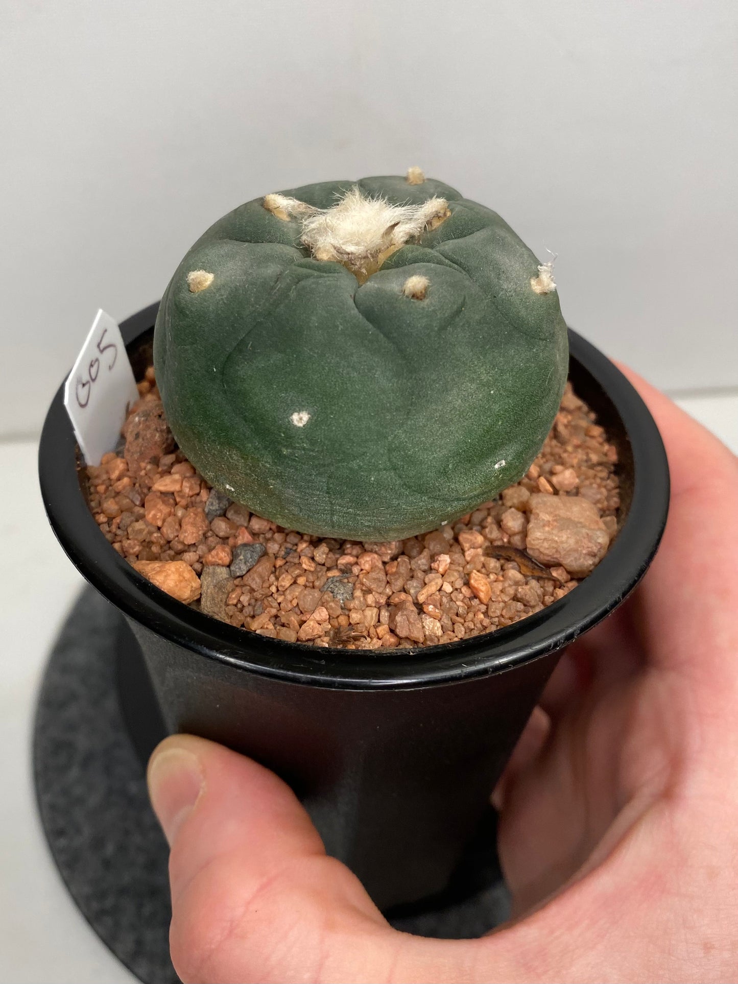 Lophophora Hybrid, Koehresii x Fricii "5"