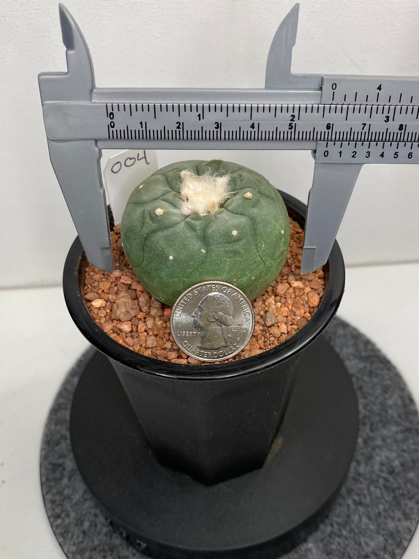 Lophophora Hybrid, Koehresii x Fricii "4"