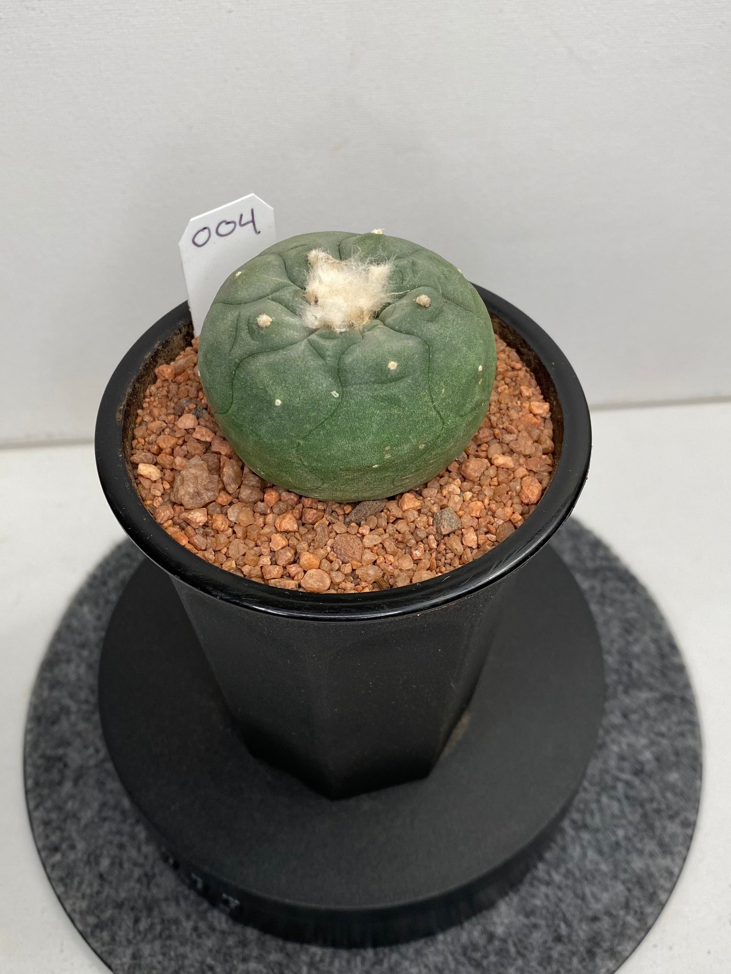 Lophophora Hybrid, Koehresii x Fricii "4"