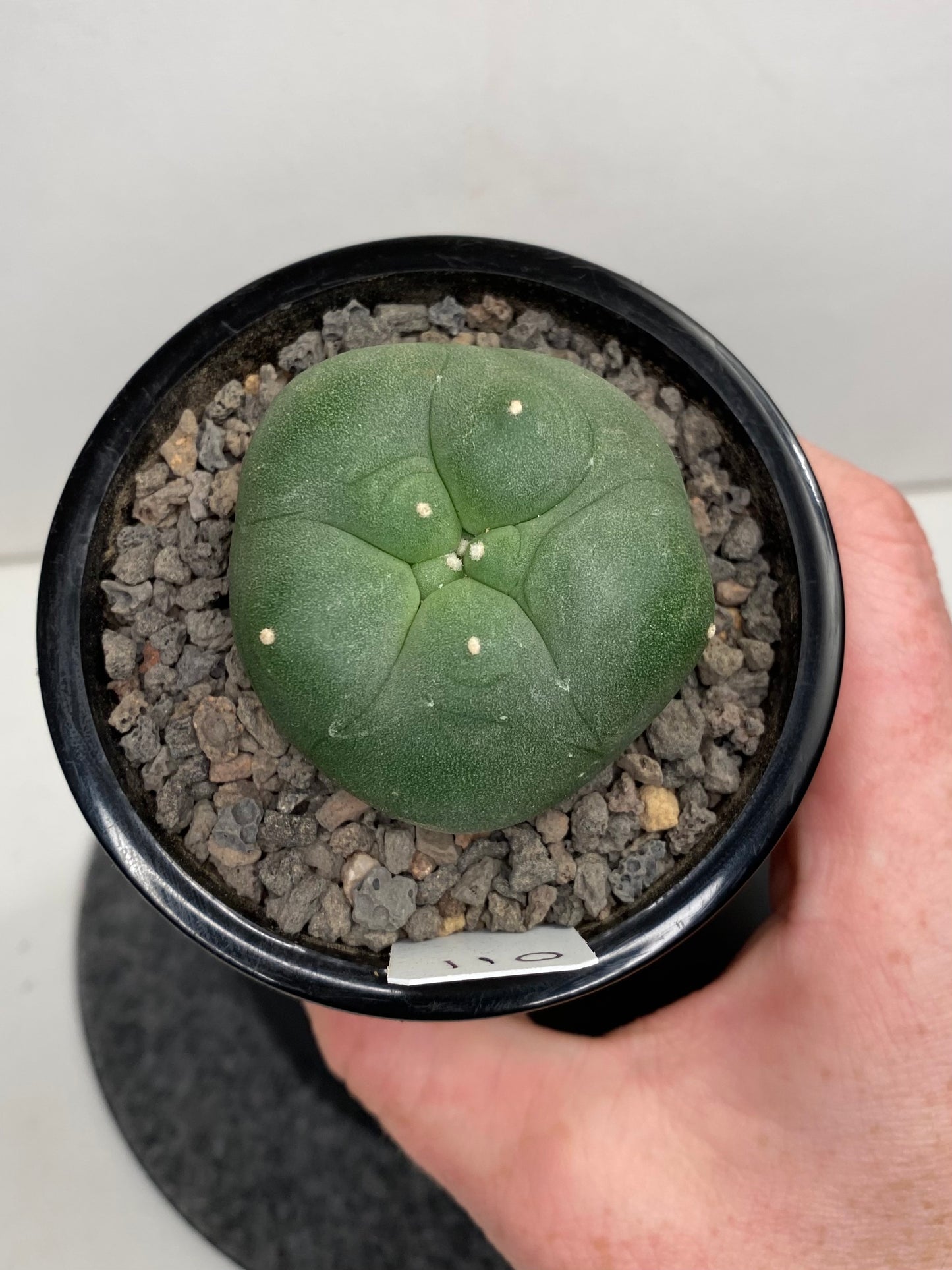 Lophophora Diffusa Hybrid "011"