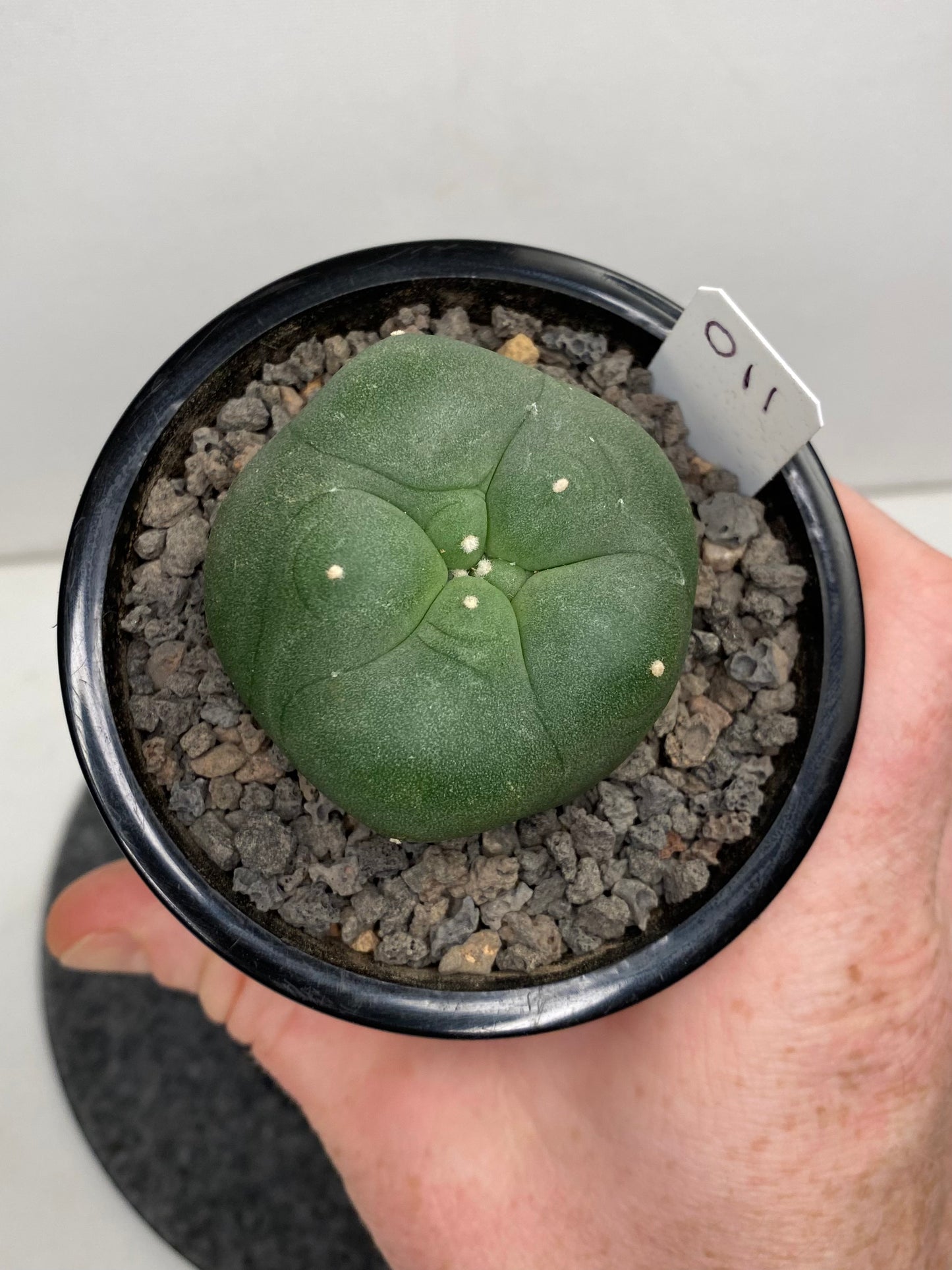 Lophophora Diffusa Hybrid "011"