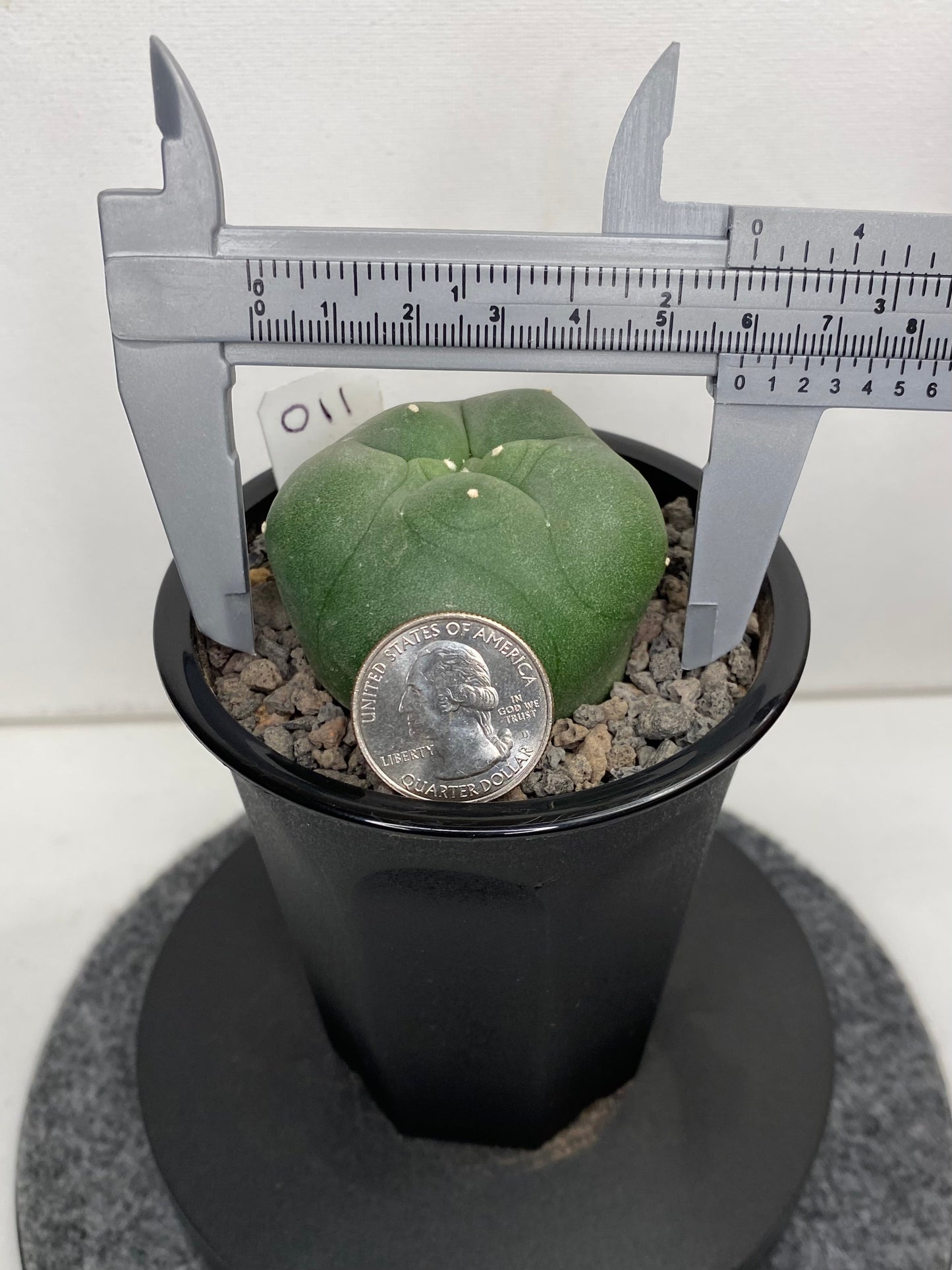 Lophophora Diffusa Hybrid "011"