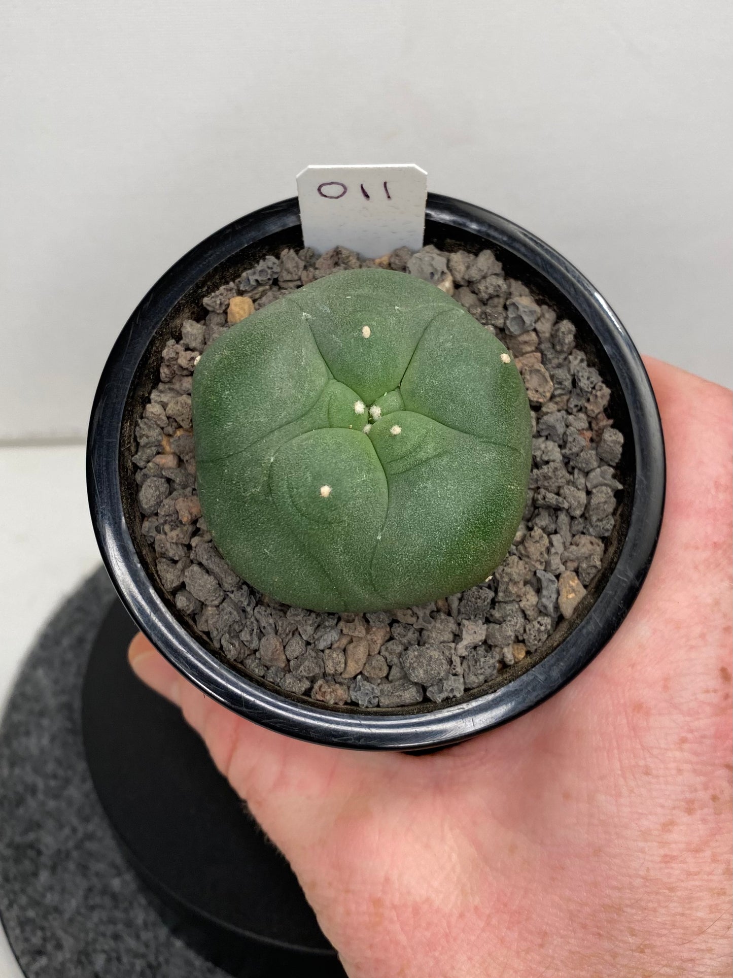 Lophophora Diffusa Hybrid "011"