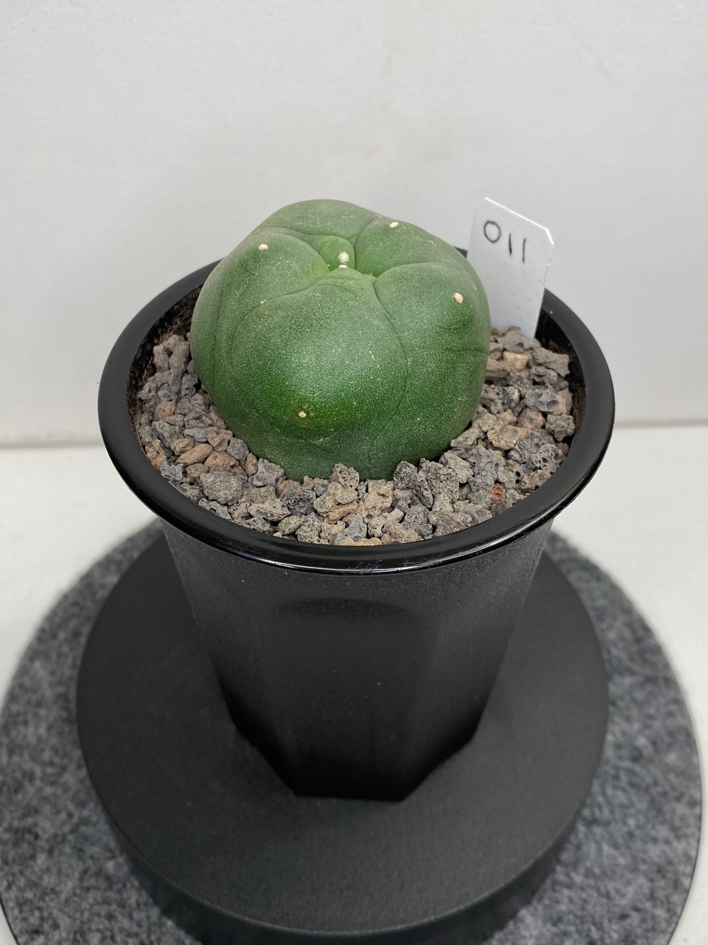 Lophophora Diffusa Hybrid "011"