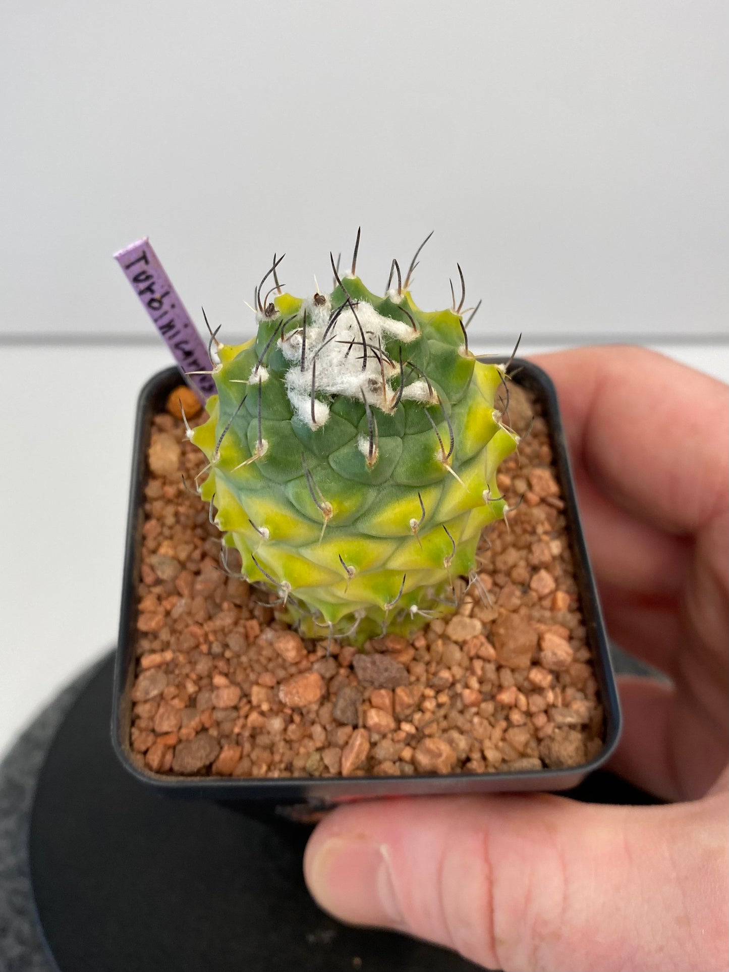 Turbinicarpus Jauernigii x Alonsoi, Variegated