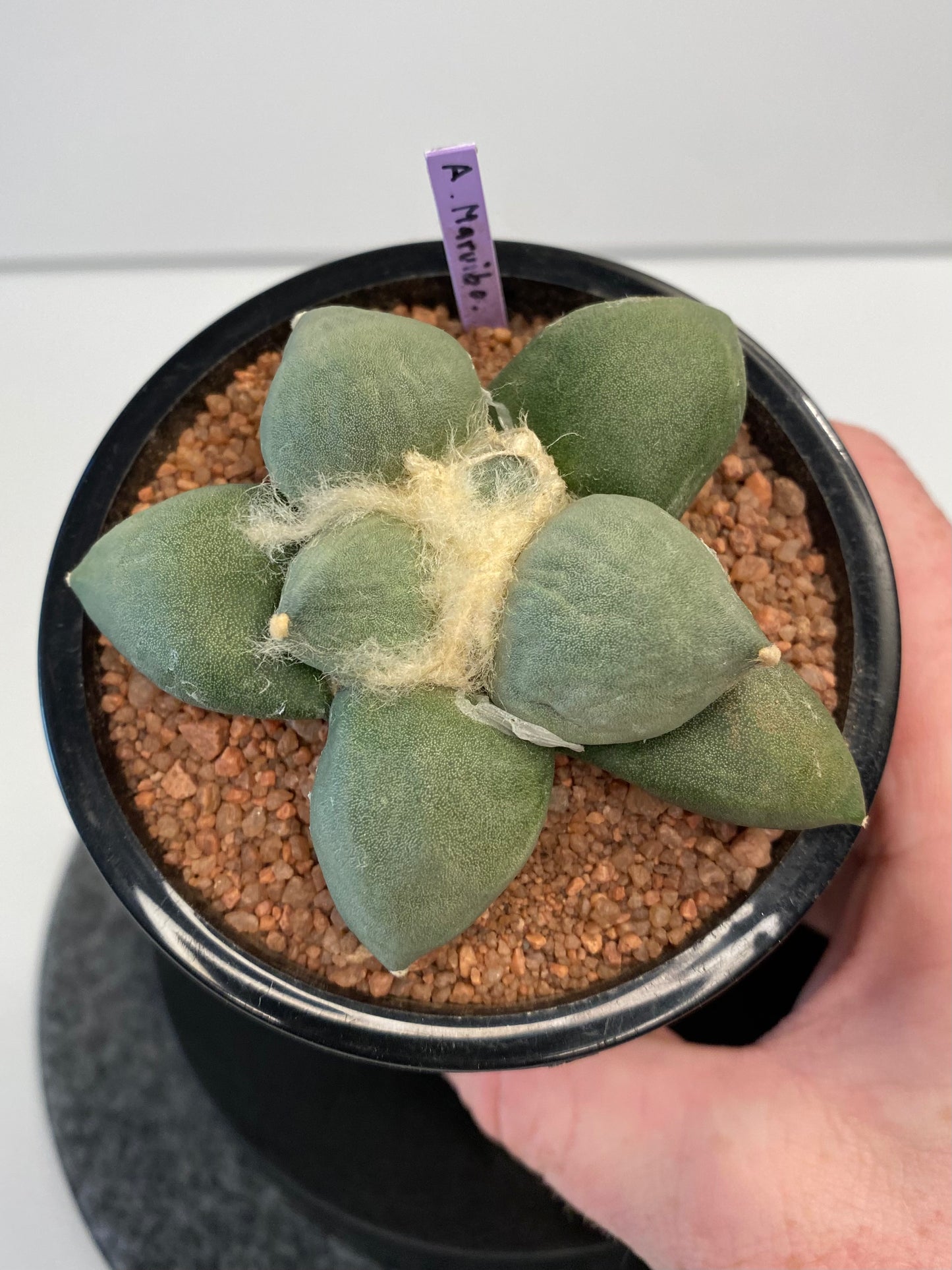 Ariocarpus Retusus cv. Maruibo