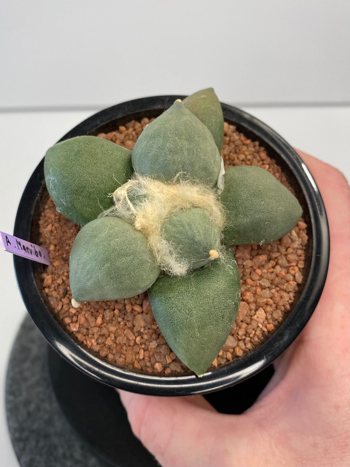 Ariocarpus Retusus cv. Maruibo