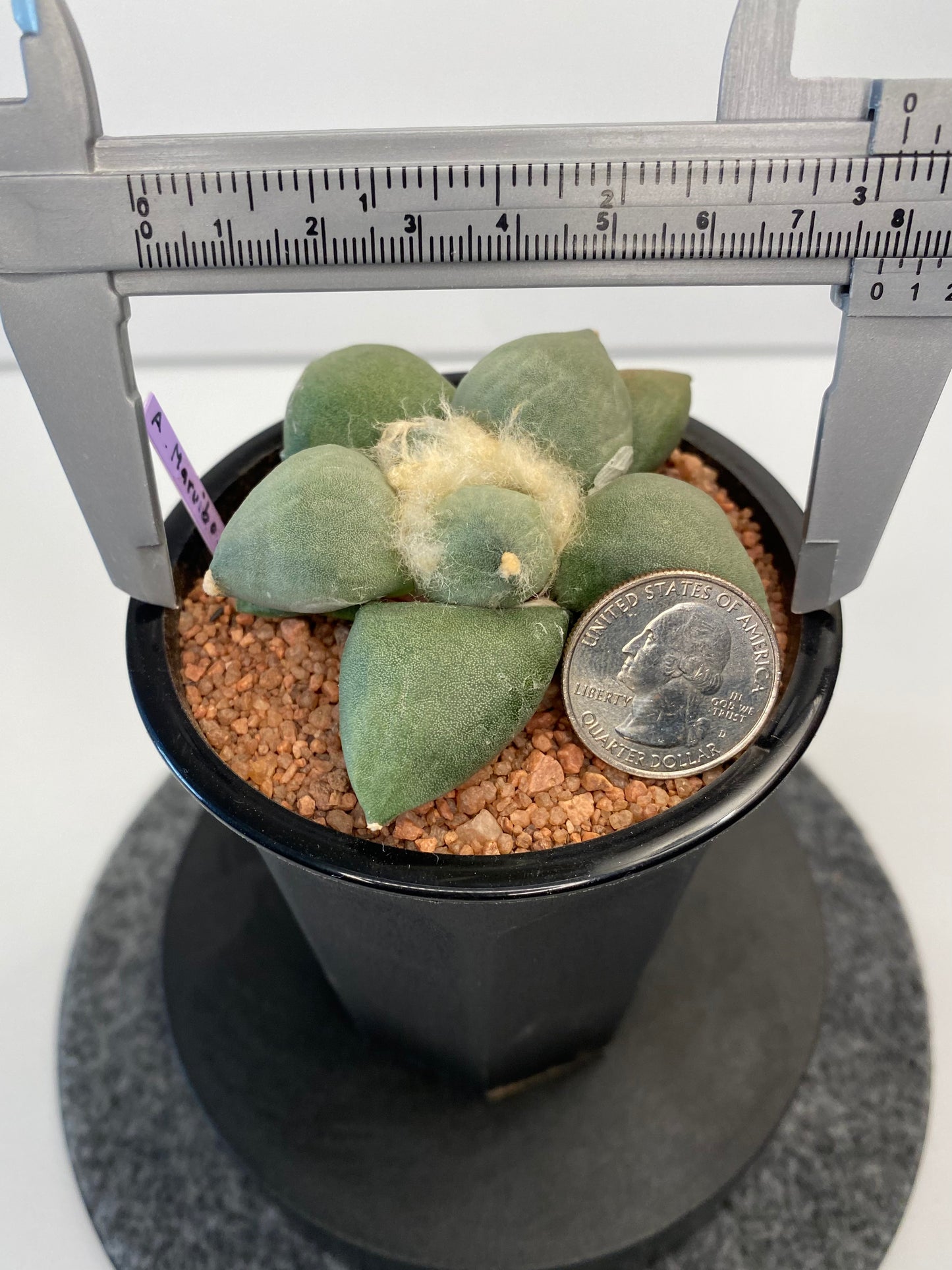 Ariocarpus Retusus cv. Maruibo