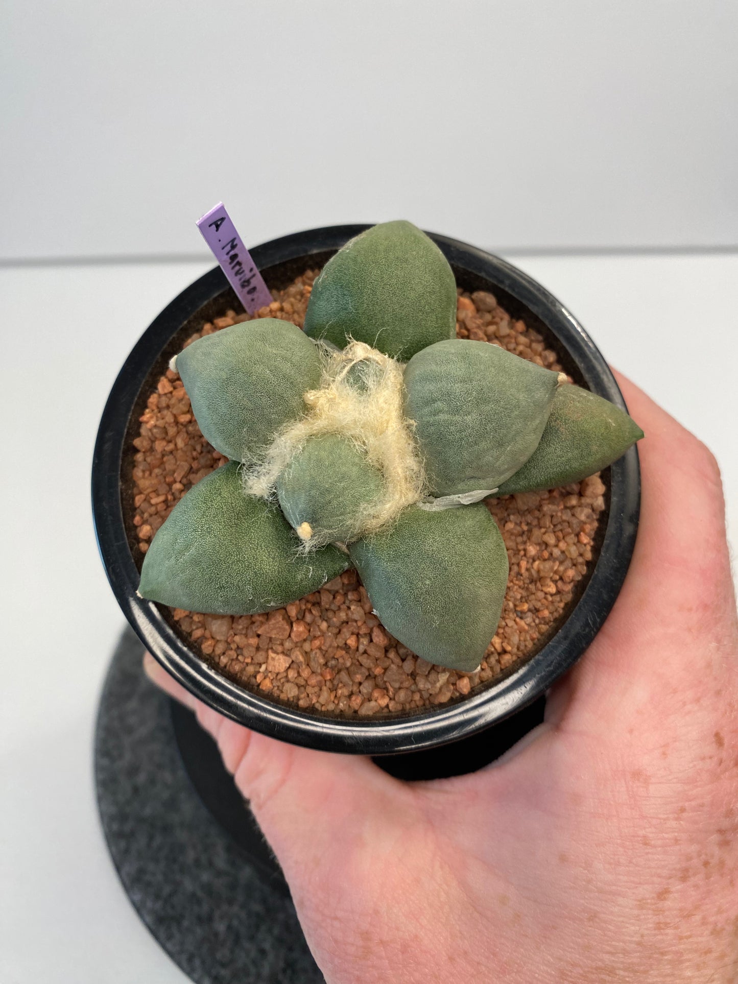 Ariocarpus Retusus cv. Maruibo