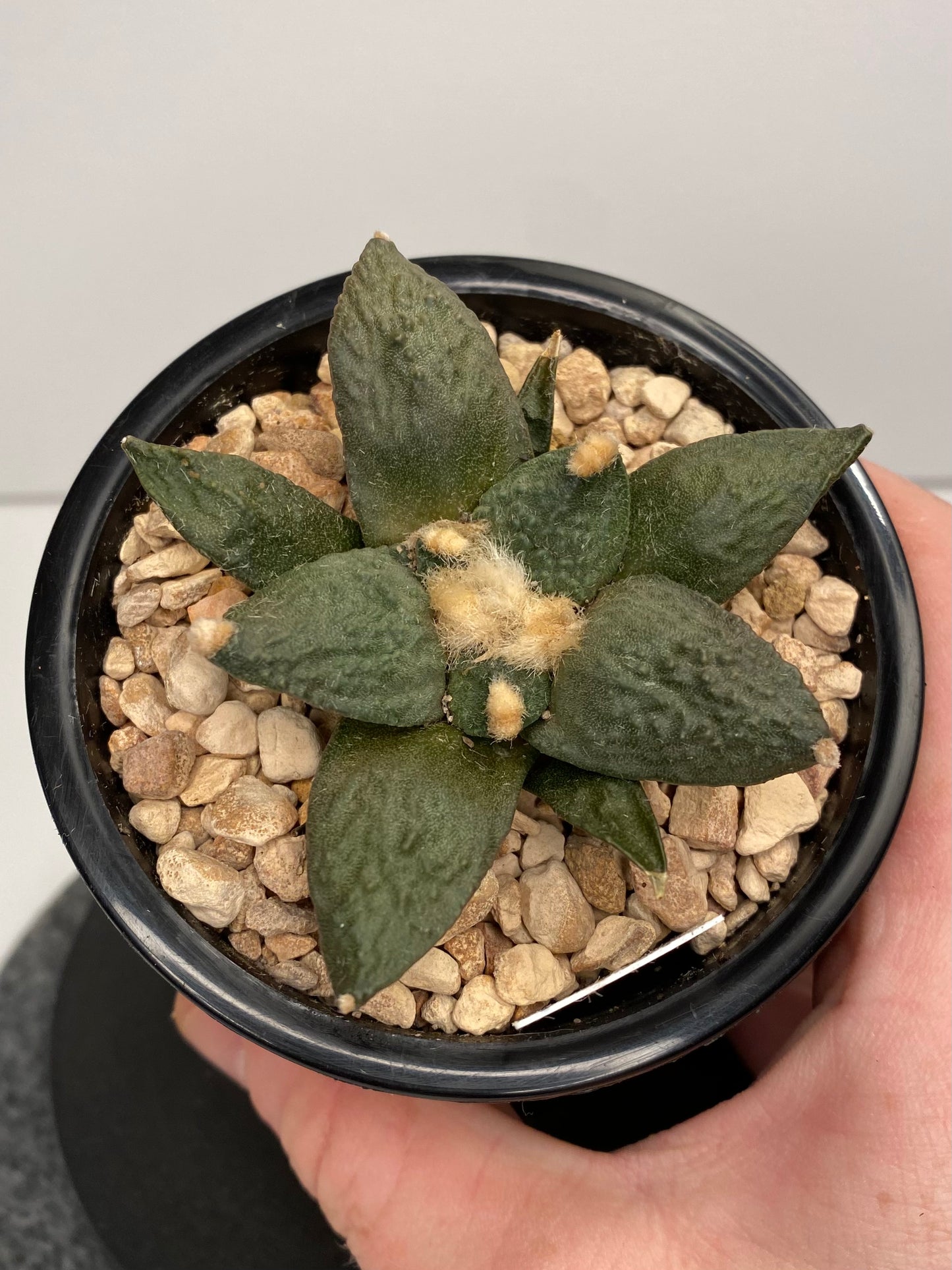 Ariocarpus Retusus x Fissuratus, Hybrid "008"