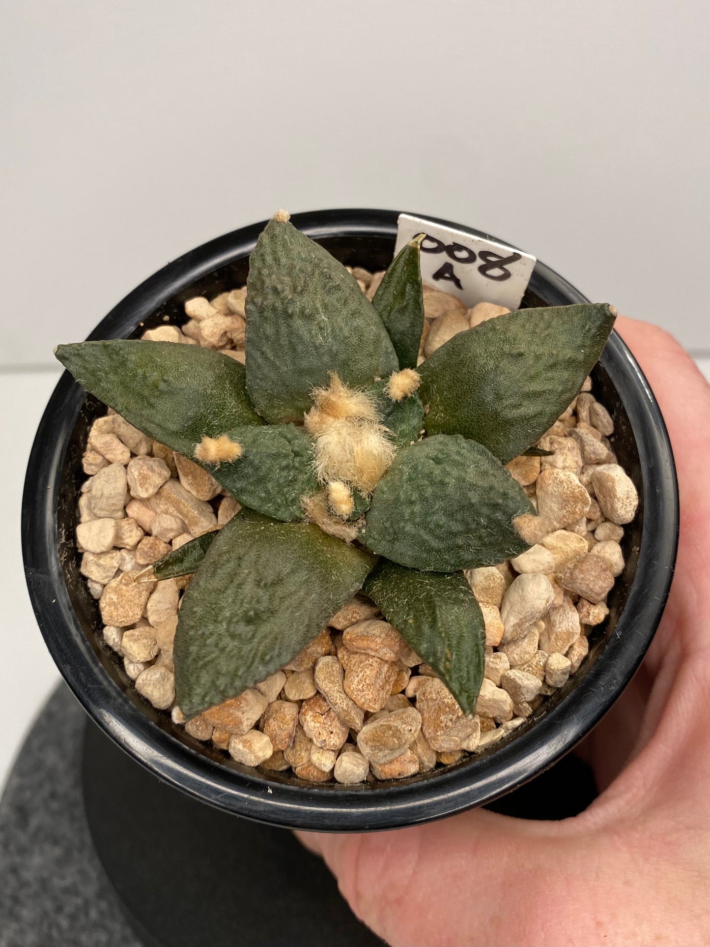 Ariocarpus Retusus x Fissuratus, Hybrid "008"